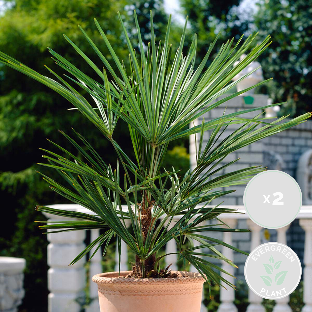 Lot de 2 - Washingtonia Robusta - Palmier éventail mexicain - H. 80-100 cm - P. 21 cm - 2