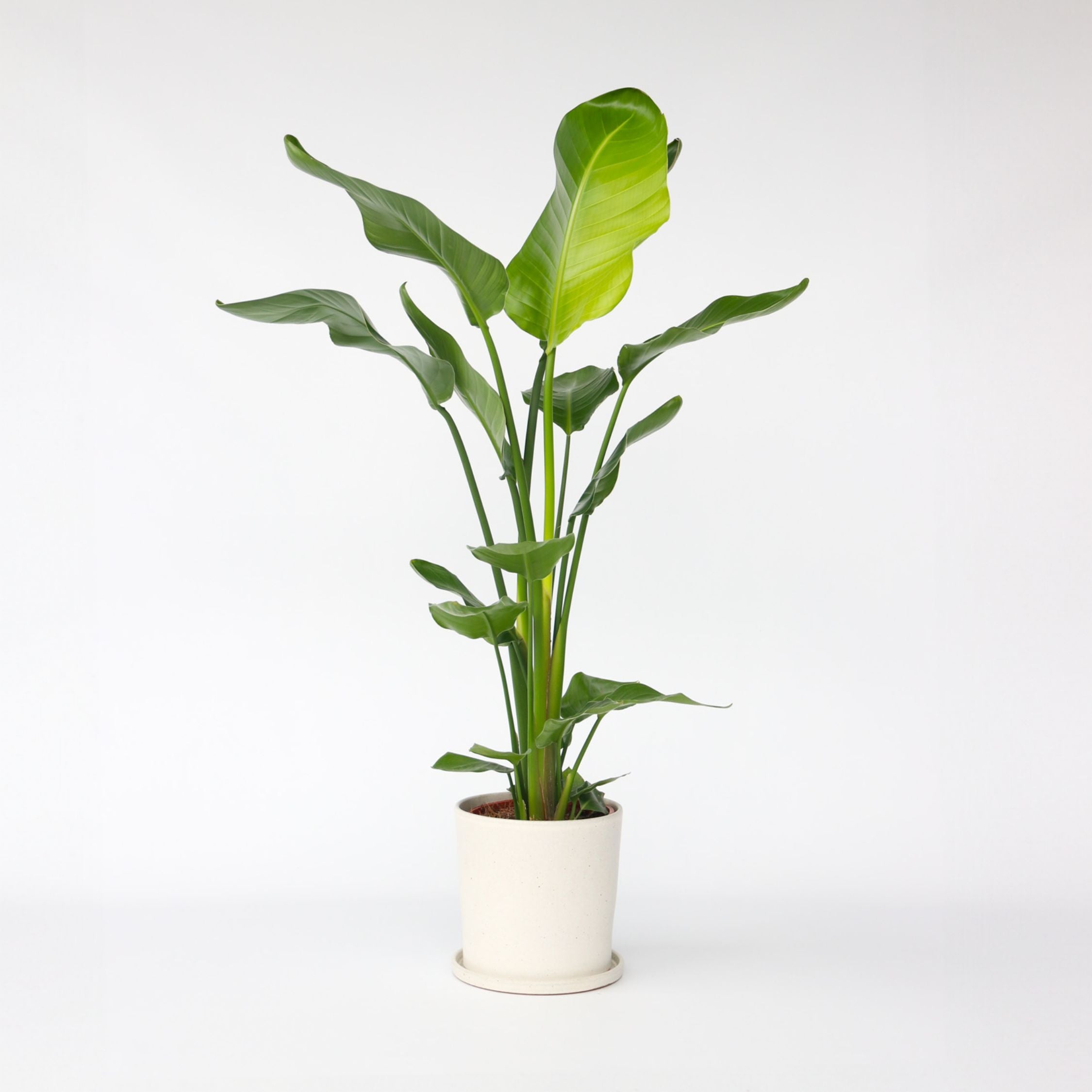 Oiseau de paradis - Strelitzia nicolai - Hauteur 90-110cm - ⌀21cm - 6