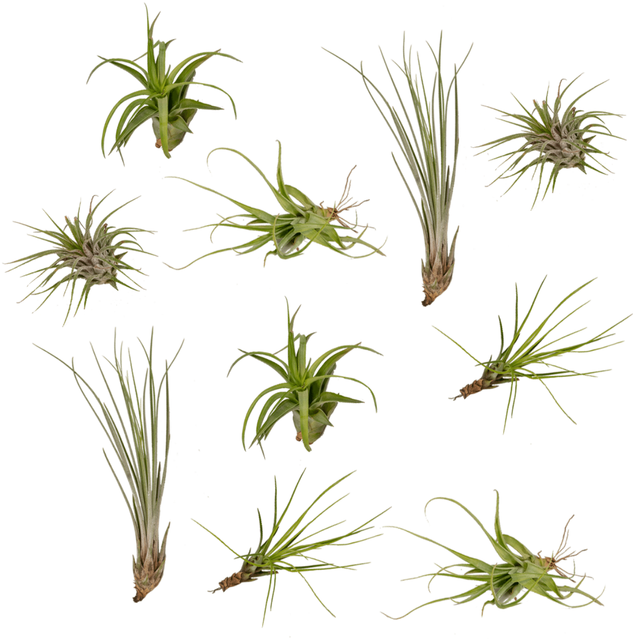 Everspring - Mix Tillandsia Air 10 szt. - Rośliny Powietrzne 6 cm | Ionanta, Argentea, Gardneri, Oaxacana