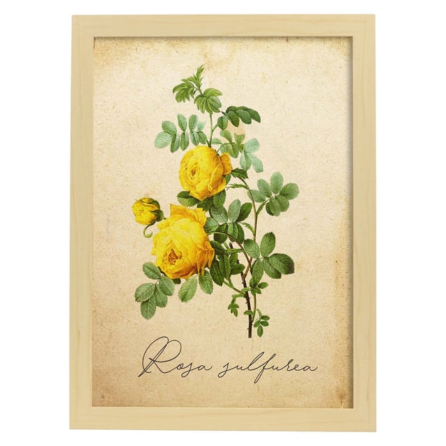 Affiche De Fleurs Vintage. Lame D'hibiscus Rose - Jaune Avec Design Vintage. Cadre En Bois Clair A4