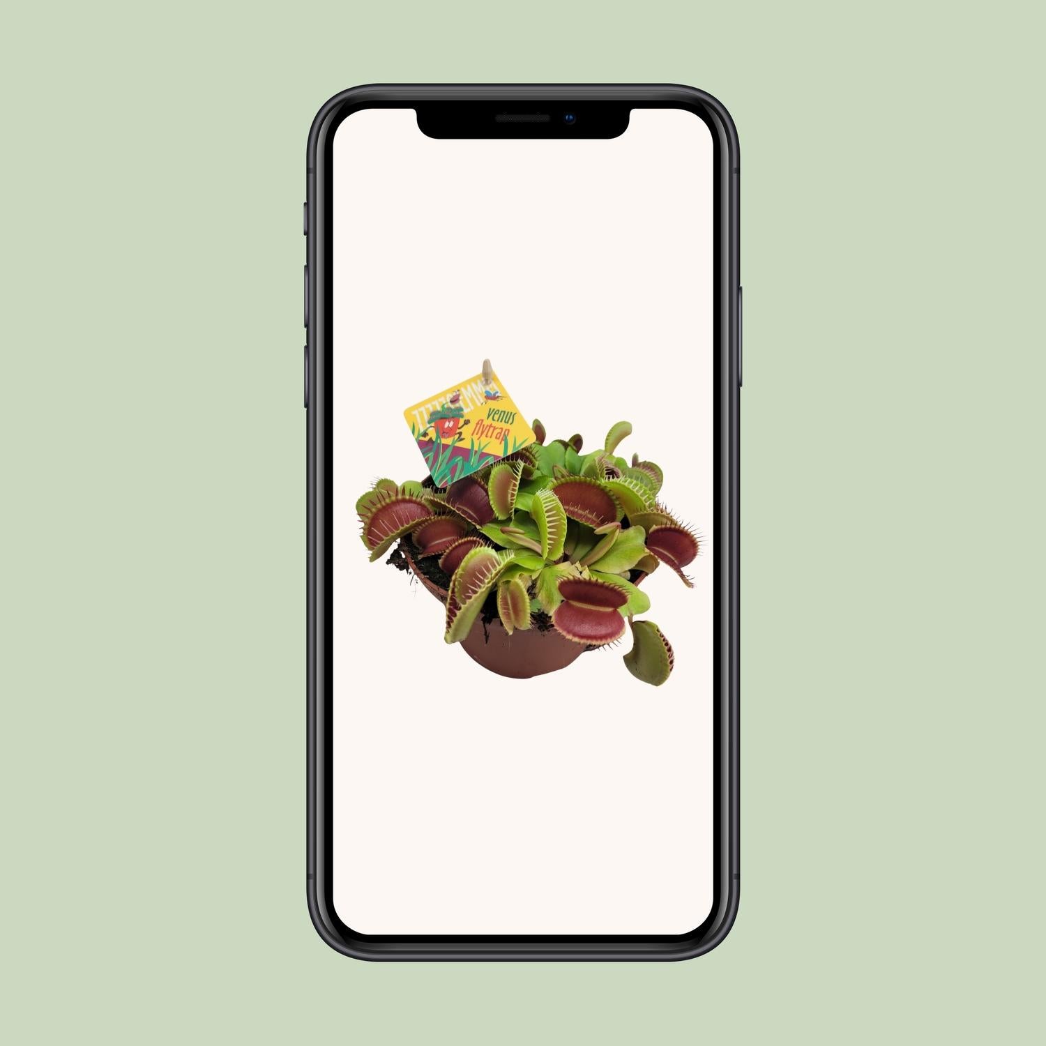 Dionaea Muscipula - Pianta Carnivora Acchiappamosche - Vaso Ø12cm - Altezza 12cm - 4
