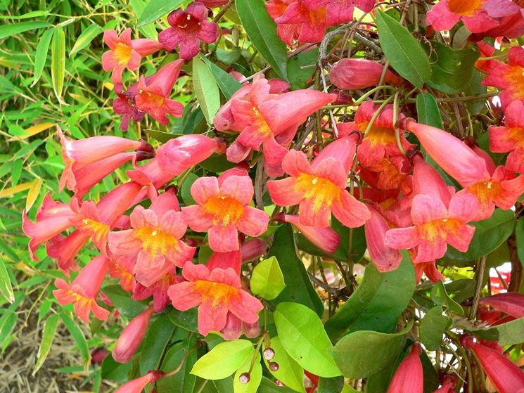Campsis Bignonia grandiflora vaso 24 cm - in vendita su
