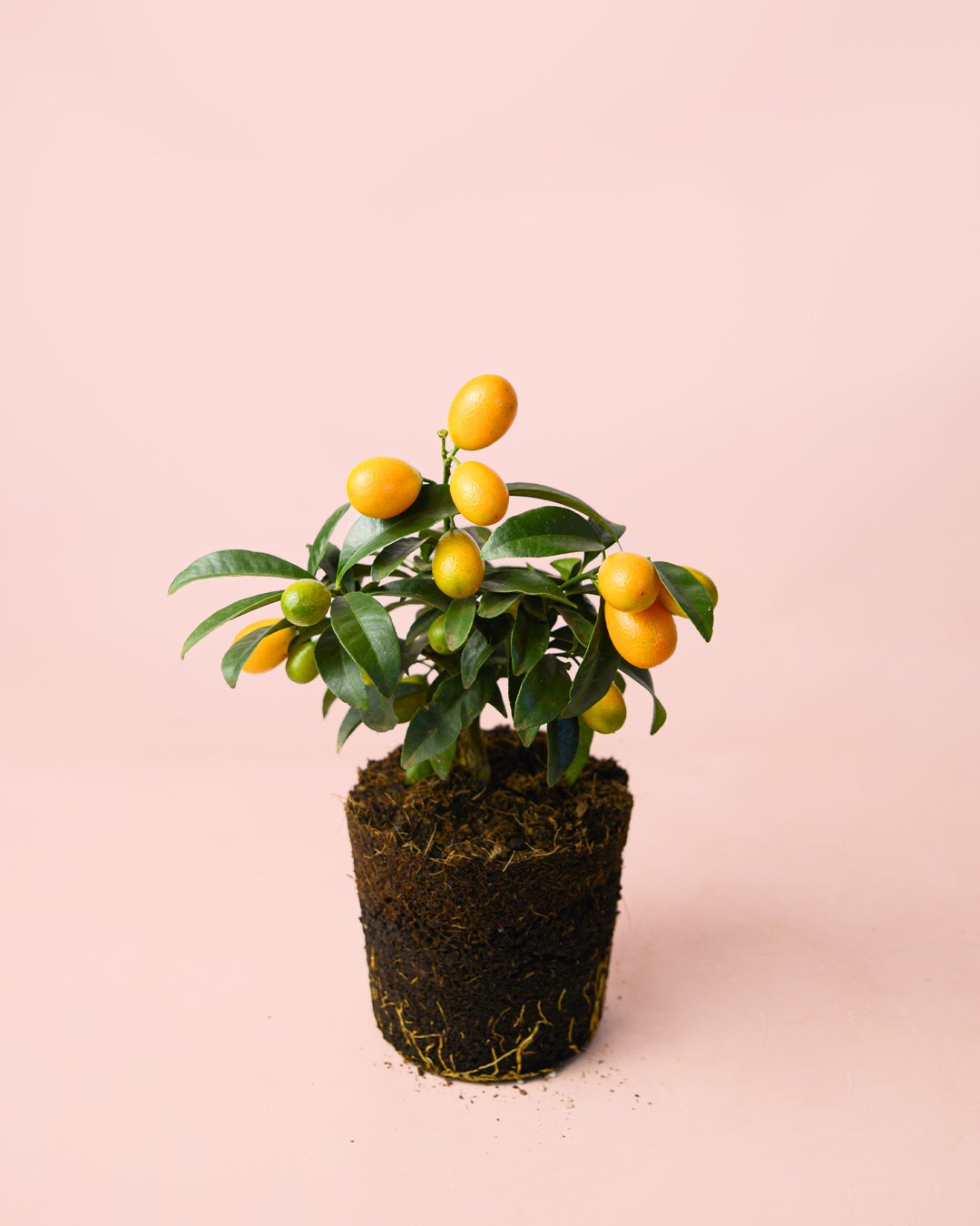 【中古】 Fruta Madura VientoDeAgua Frutales Tropicales Naranjo Kumquat - Árbol Frutal Exterior