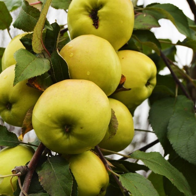 Pommier nain 'Apple Me' ® Golden (Malus communis 'Apple Me' ® Golden) - Conteneur 2L - Pépinières Naudet