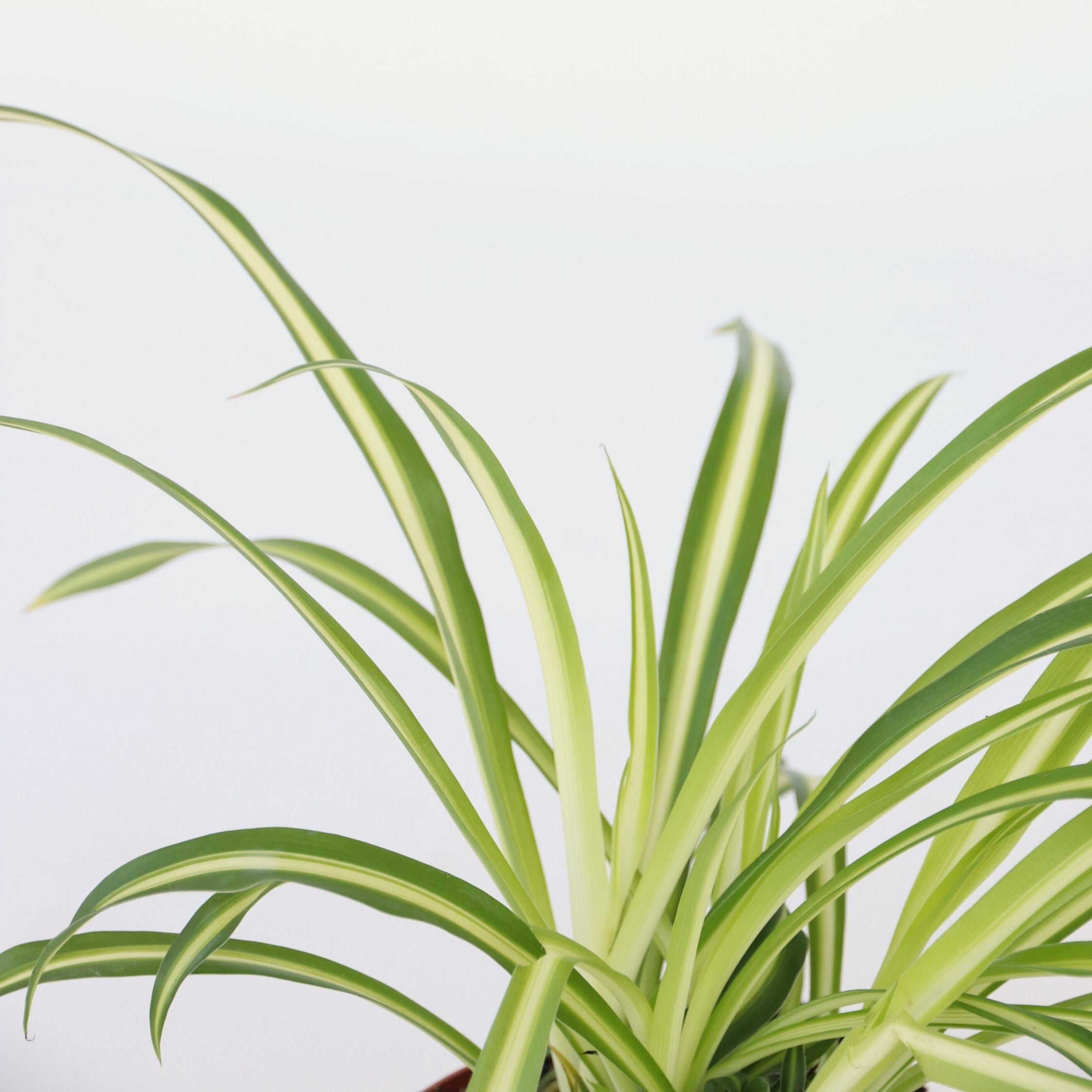 Plante araignée - Set de 3 - Chlorophytum comosum 'Atlantic' - H25-40cm - ⌀12cm - 4