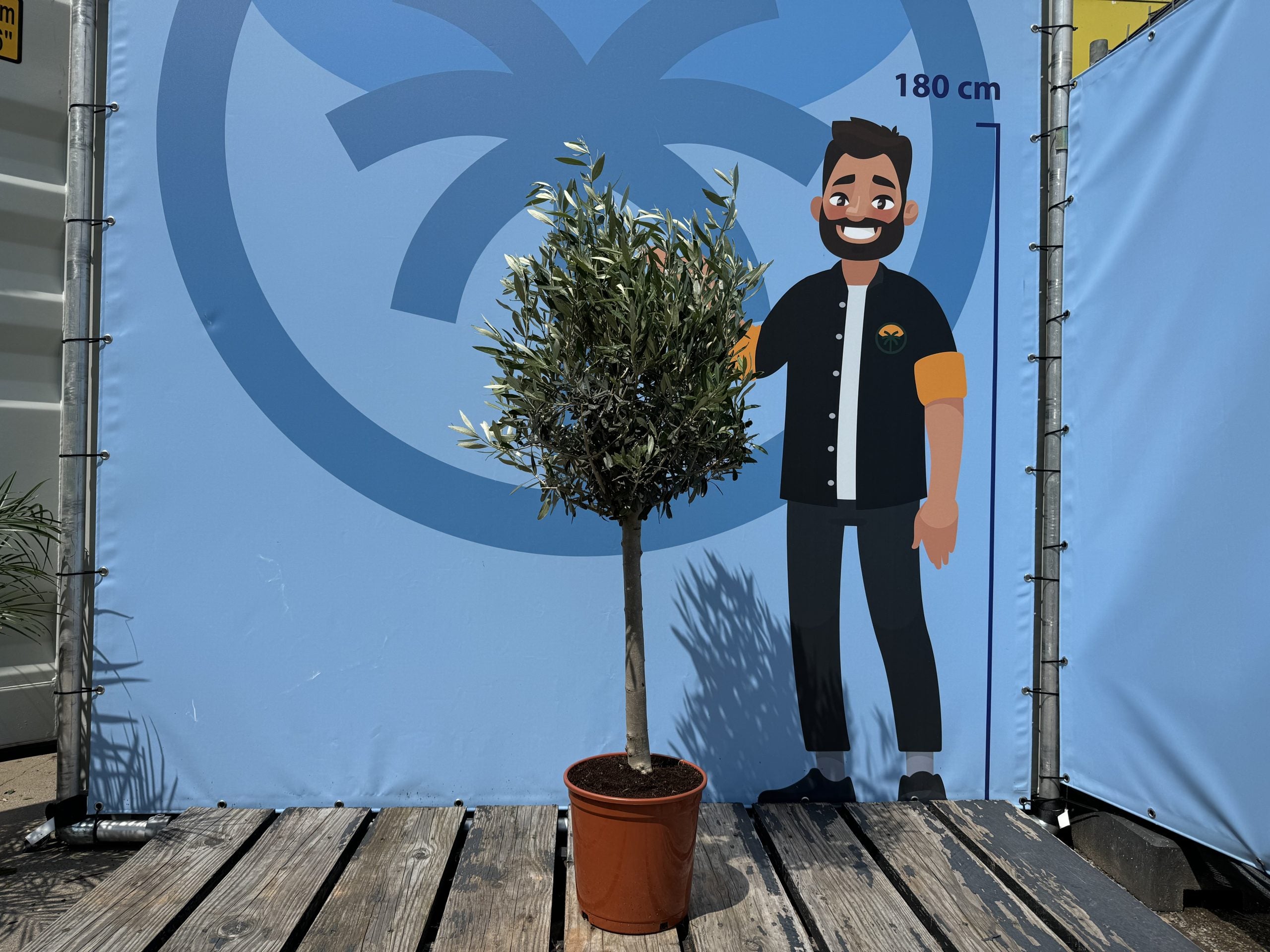 Olivier méditerranéen Olea europaea 100 cm – Résistant au gel jusqu’à -18 °C – Ambiance méditerranéenne pour le jardin et la terrasse – 10 ans - 3