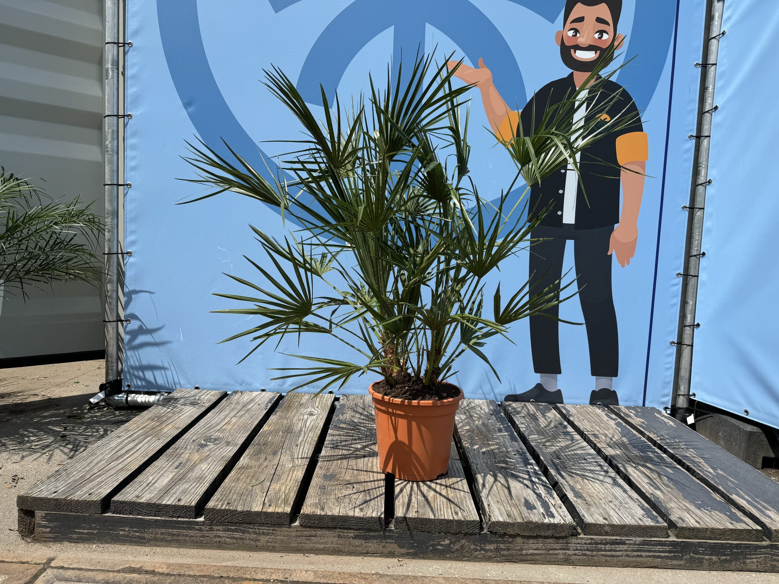 Chamaerops Humilis - Palmier européen nain - Palmier à feuilles persistantes résistant au froid - hauteur 100-120 cm pot inclus - 2