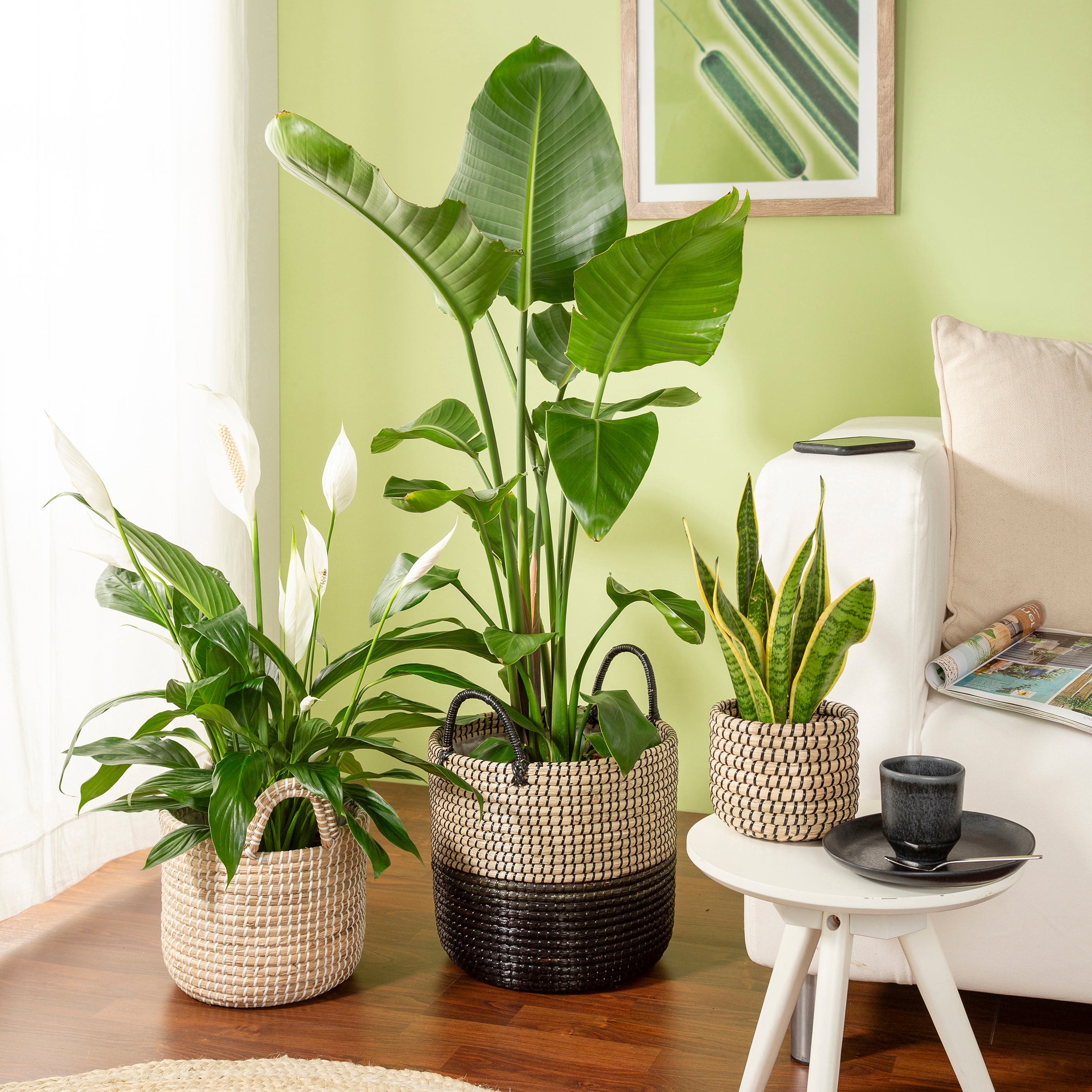 Scheurich Seagrass 34, Pot de fleurs en jonc de mer, couleur: Nature Black, 34 cm de diamètre, 30.5 cm de hauteur, 26.9 l vol. - 4