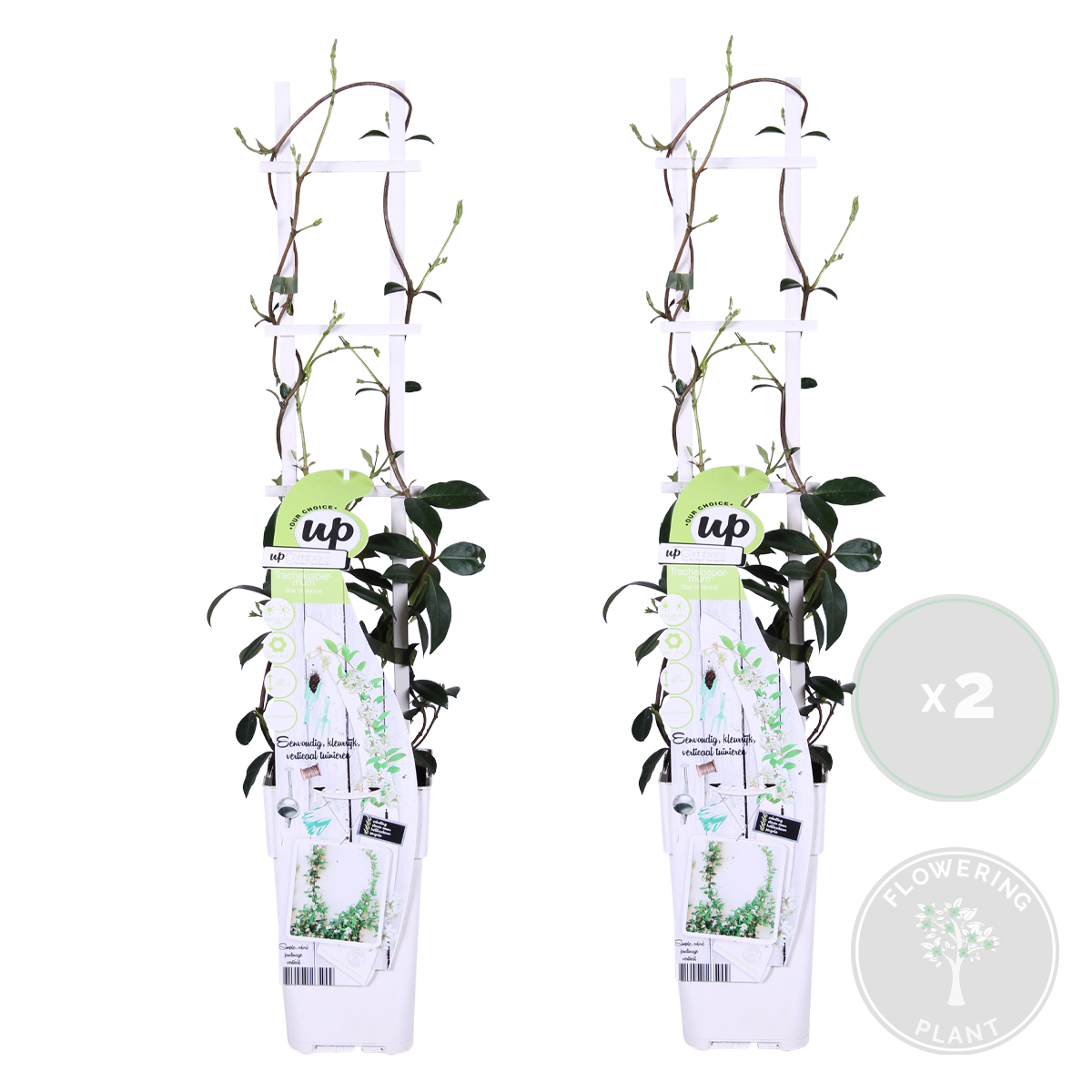 Lot de 2 - Trachelospermum jasminoides - Jasmin étoilé blanc - H. 50-70 cm - P. 15 cm - 2