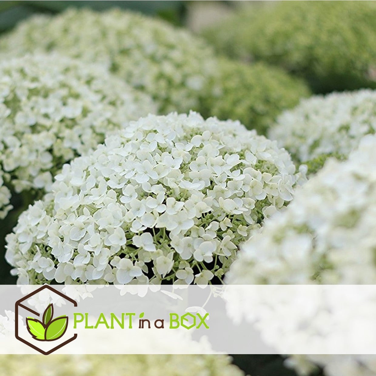 Ortensie Hydrangea Macrophylla - Mix Di 3 Piante In Vaso 9cm, Altezza 25-40cm - Foto 3