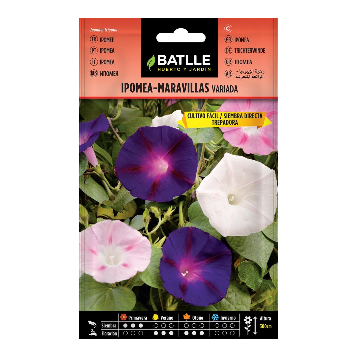 Ipomoea Purpurea: Guía Completa De La Campanilla Morada En México | EA - Foto 8