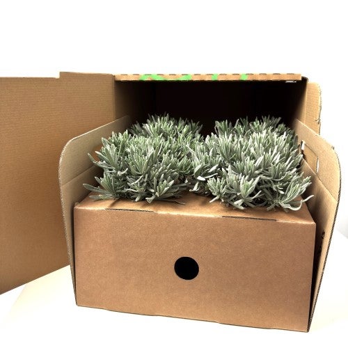 Menta Mix Cespuglio 14 - Pack da 4 - 9