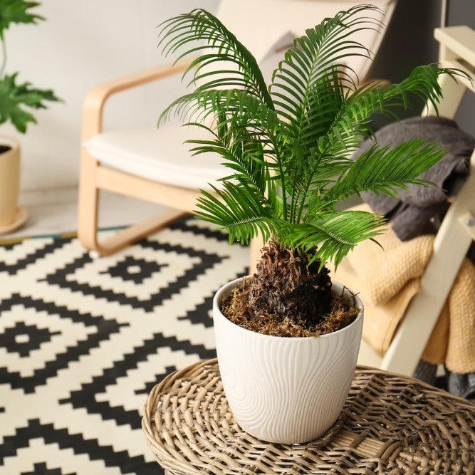 Lot de 2 - Cycas Revoluta - Palmier Sagou - Palmier d'intérieur - 30-40 cm de Haut - Pot 12 cm - 2