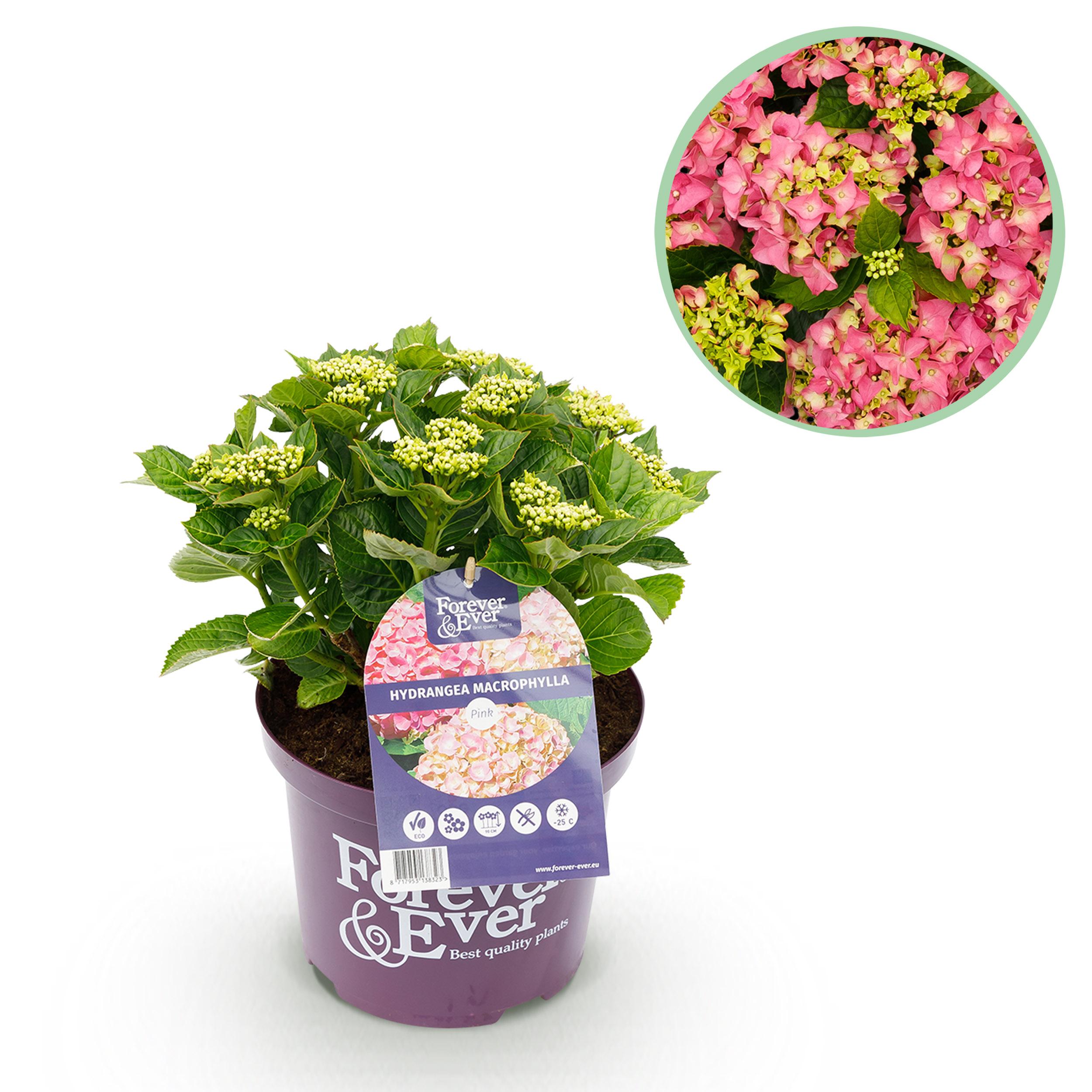Hortensja Forever &amp; Ever Różowa – Hydrangea macrophylla – 7-12 kwiatów – Doniczka 23 cm – Wys 55 cm