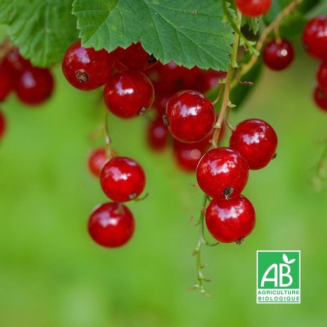 Groseiller à grappes 'Junifer' BIO (Ribes rubrum 'Junifer') - Godet 9cm - Pépinières Naudet