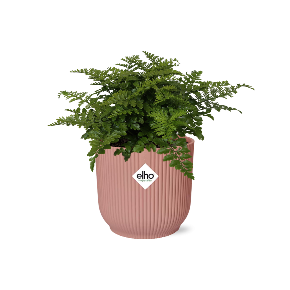 Asplenium Parvati w doniczce ELHO Vibes Fold różowej Ø14cm - Roślina ozdobna do wnętrz