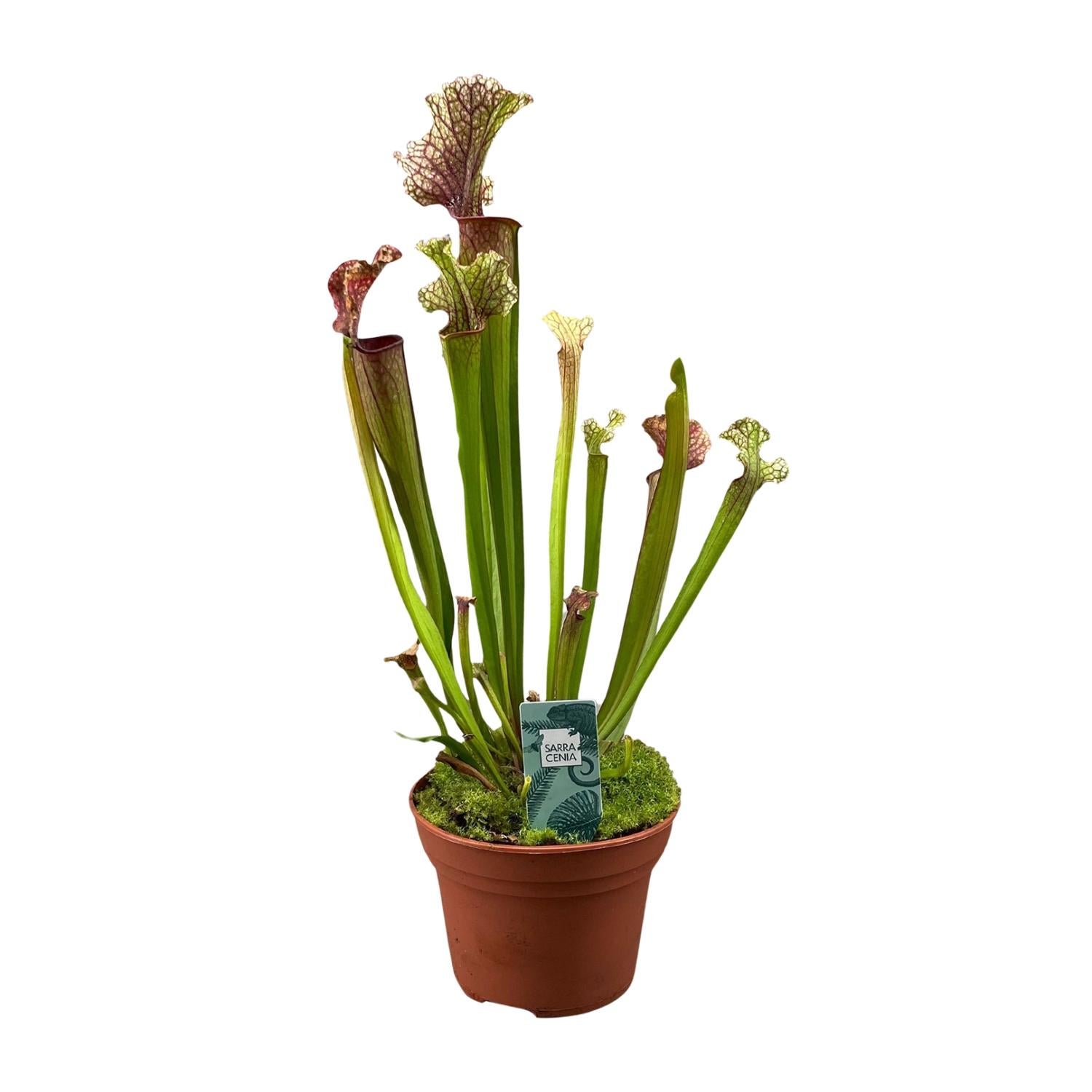 Sarracenia Judith Hindle - Roślina mięsożerna ozdobna - Doniczka Ø12cm - Wysokość 30cm