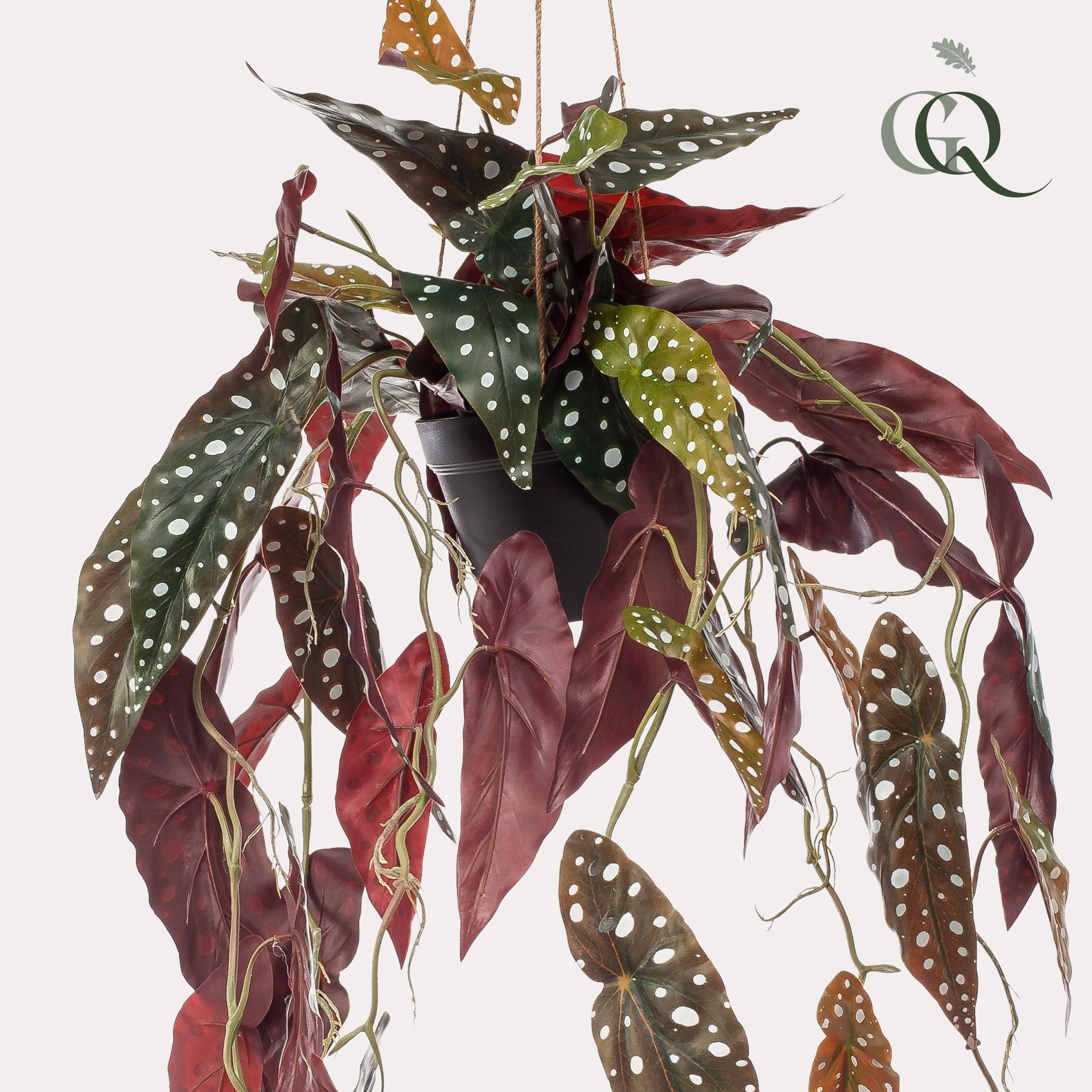 Sztuczna roślina Begonia Maculata 80 cm – dekoracyjna Begonia w kropki – czerwono-zielone liście