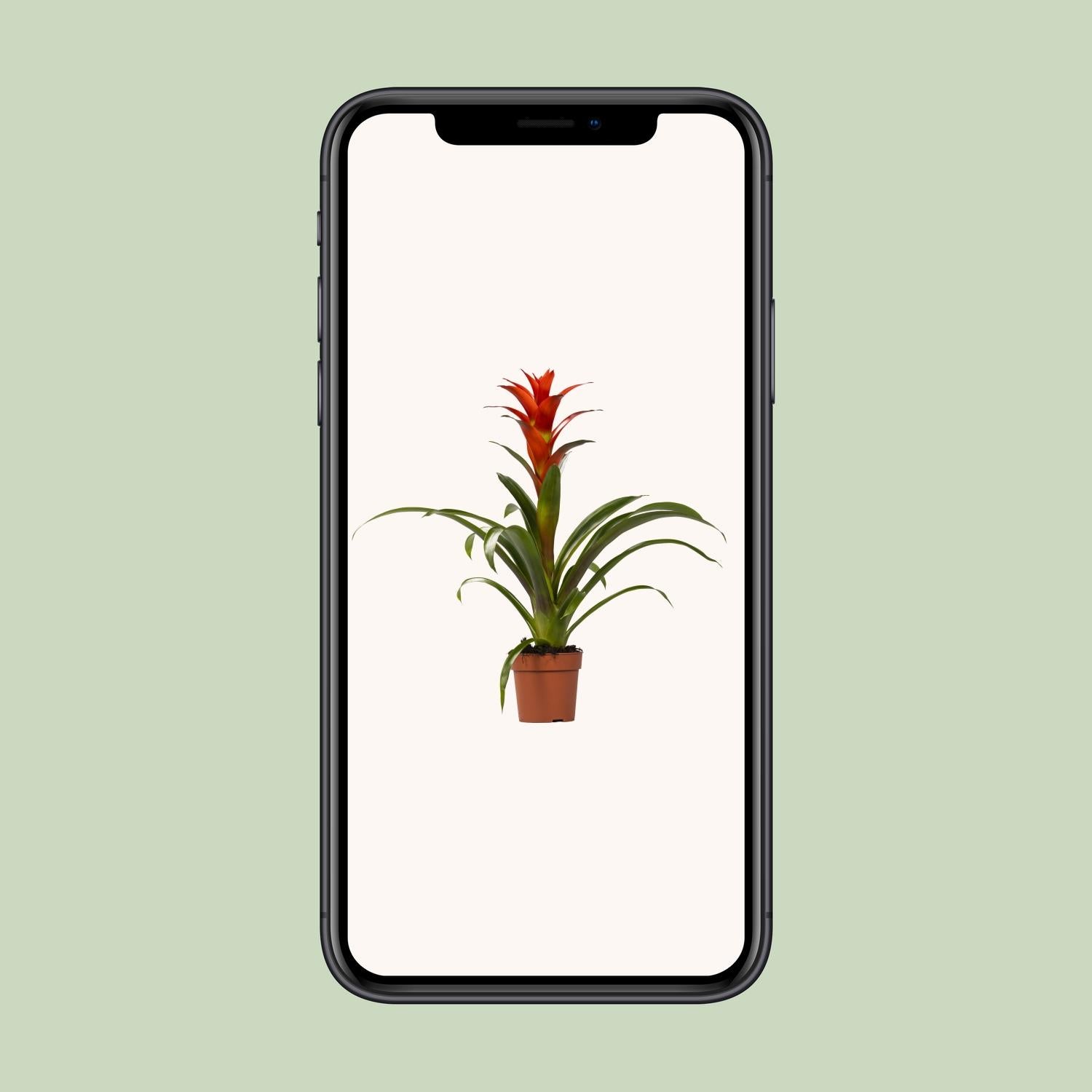 Guzmania Ostara - Pianta tropicale da interno Ø12cm ↕45cm con fogliame vivace - 7