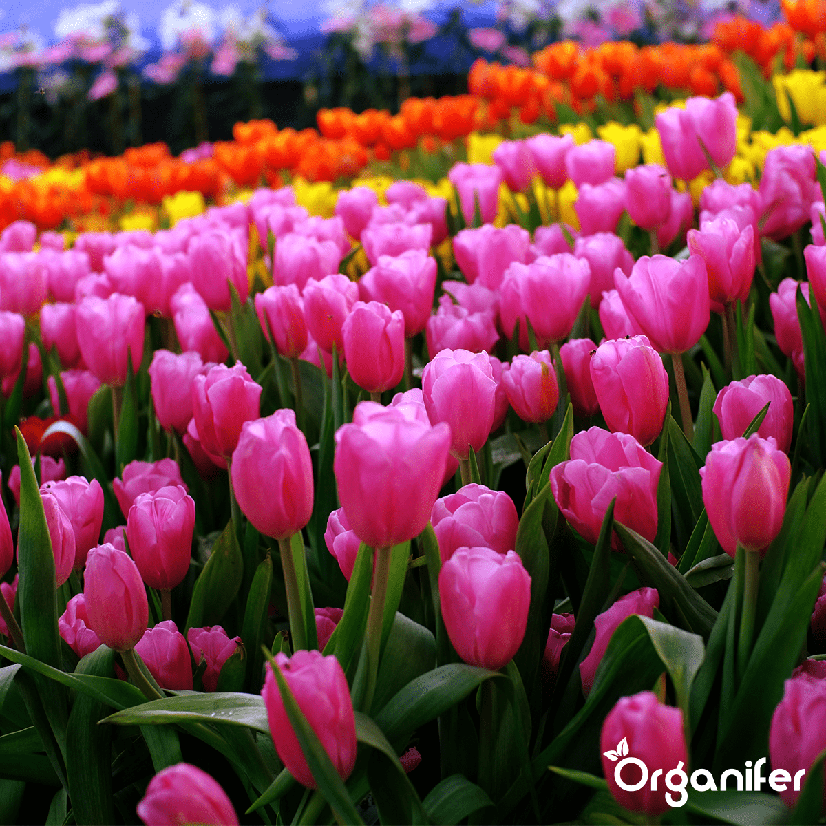 Bentonite Argile - Amendement De Sol - 20 Kg Pour 200 M2 - Organifer - 6