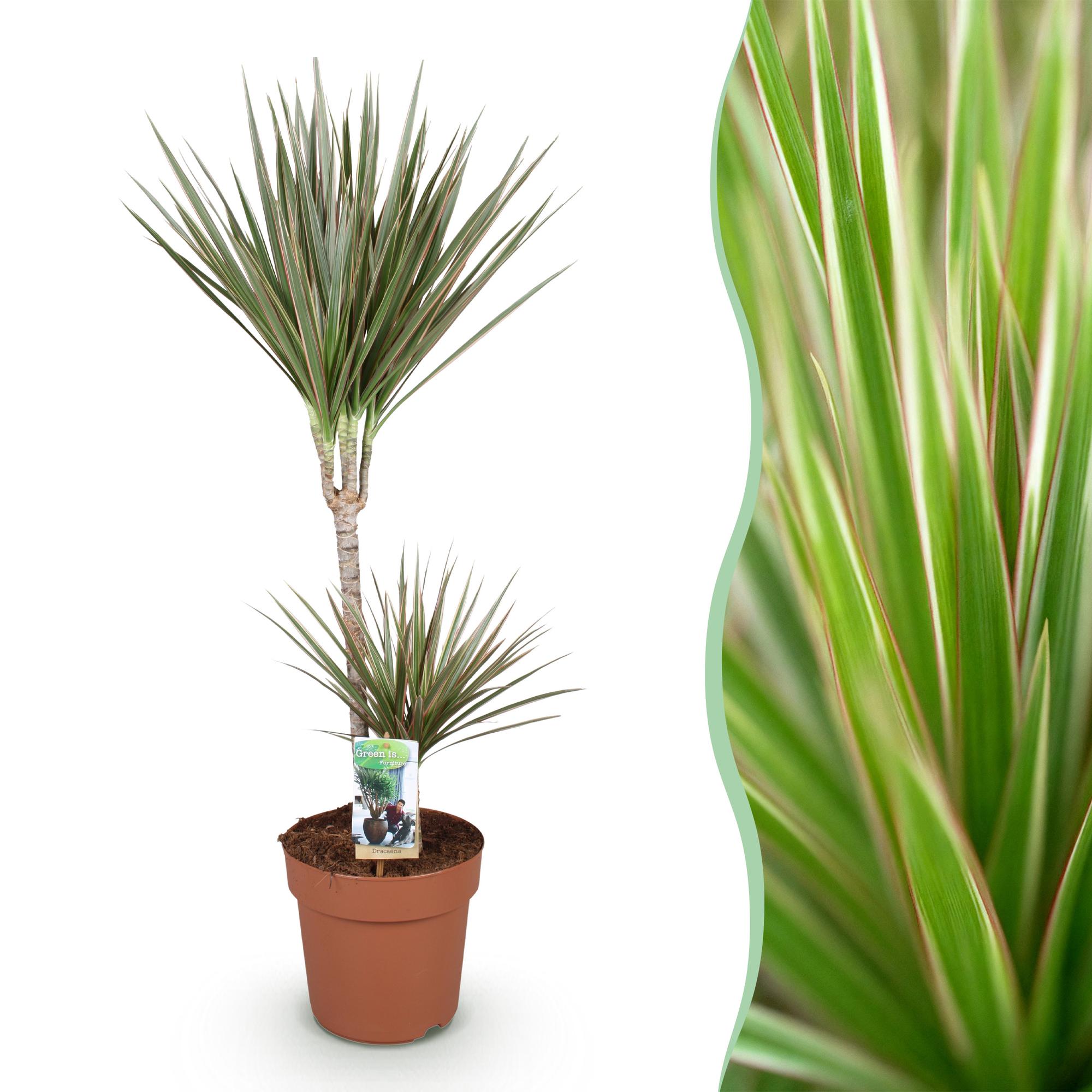 Plante d'intrieur Dracaena Marginata Bicolor Drakenbloedboom facile  entretien verte 1 pc pot 21cm hauteur 90-100cm ComfortXL Green | Leroy  Merlin