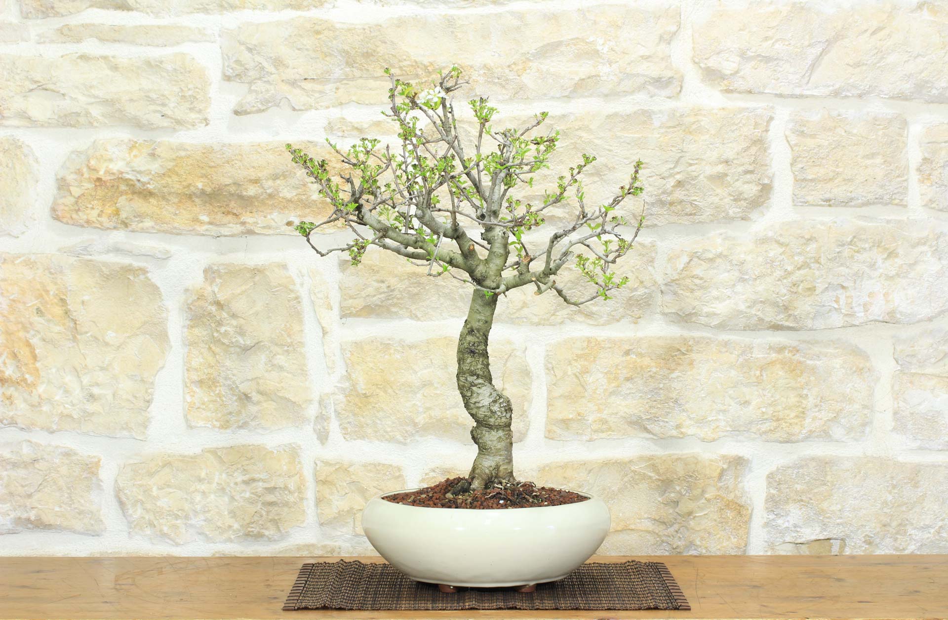 Bonsai di Ciliegio Selvatico (163) | Leroy Merlin