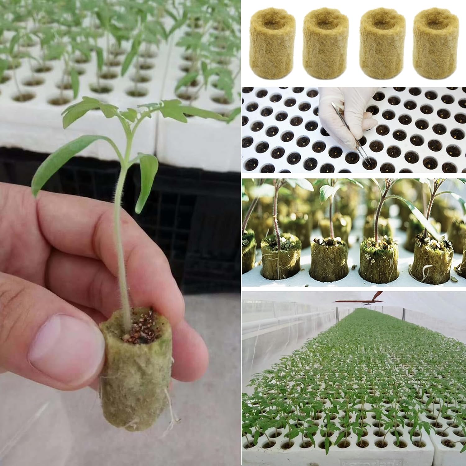 200 Cubes de Laine de Roche pour Hydroponie – Tapis de Culture pour Boutures et Semis – 27x20mm – Propagation Végétale, Clonage et Germination - 4