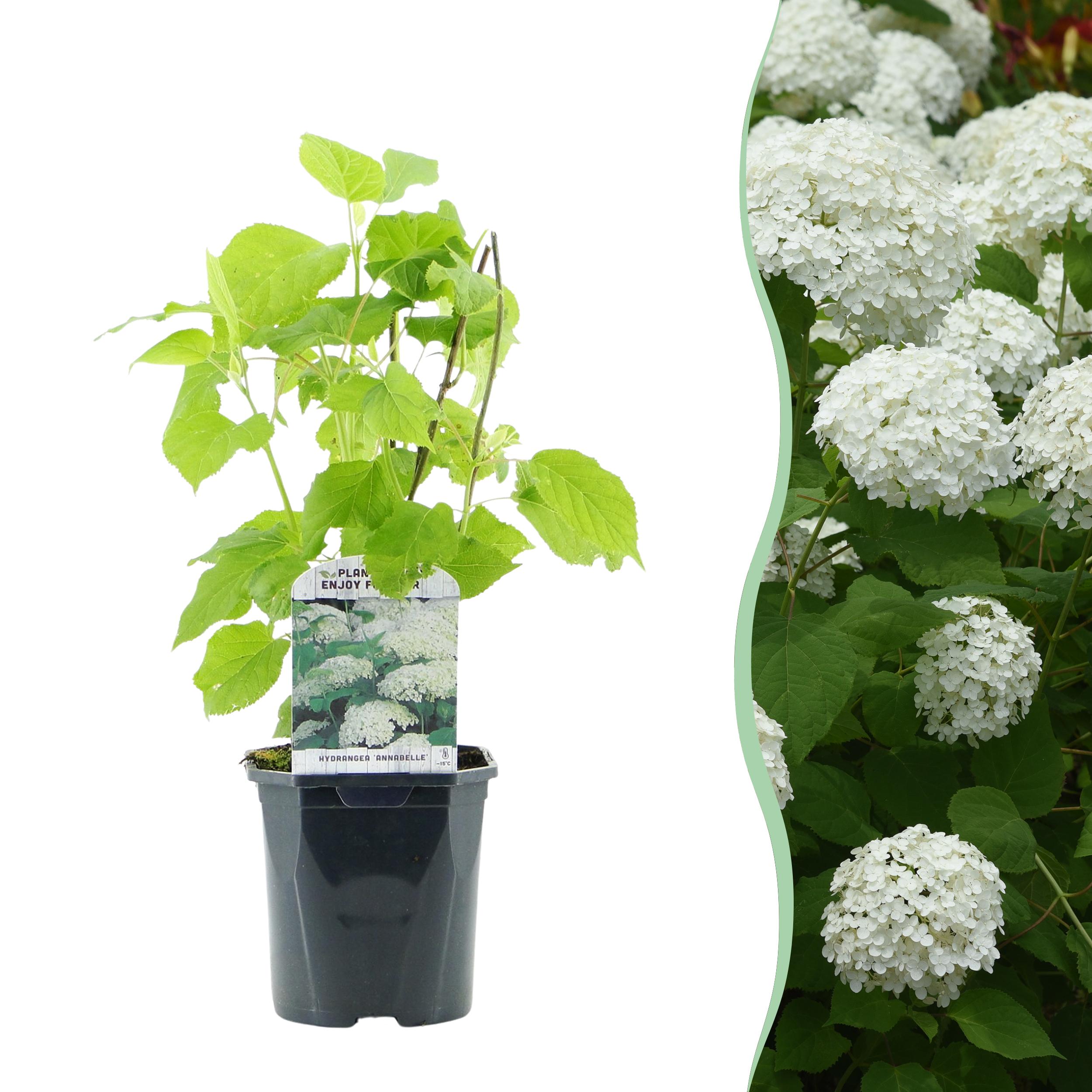 Hydrangea arborescens Annabelle – Hortensja o dużych białych kwiatach – 1 roślina – Liściasta – Doniczka 17 cm – Wysokość 50 cm