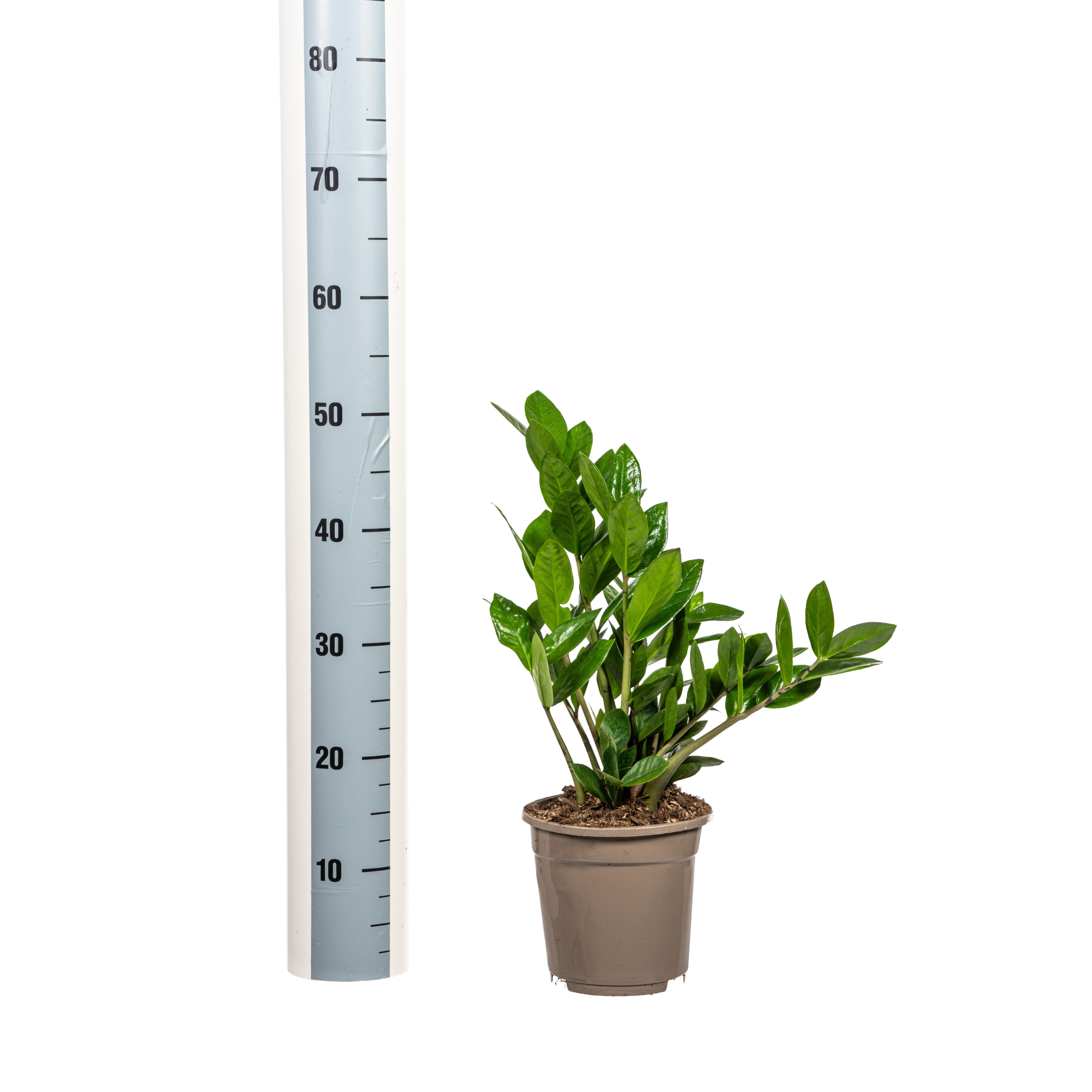 Zamioculcas Zamiifolia plante verte Ø17 cm hauteur 40-50 cm– MOSELOTA Green - 4