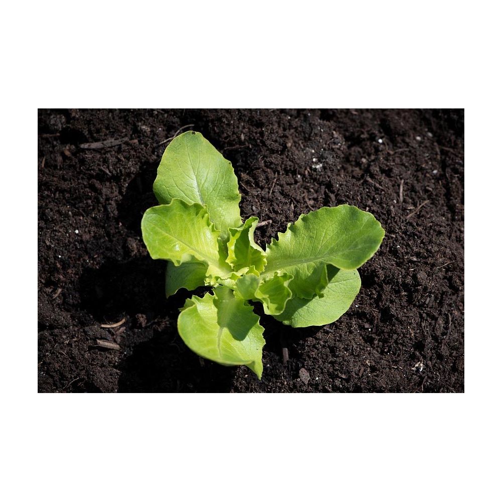 Terreau de semi UAB - Secret Vert - sac de 20L - 6