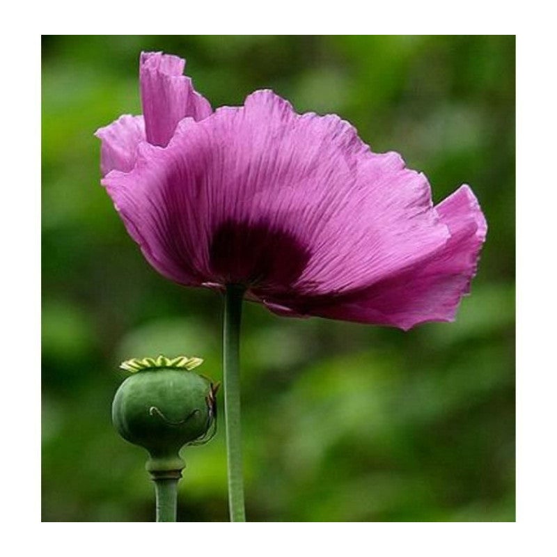 100 Graines de Pavot Somnifère Papaver Somniferum méthode Bio | Leroy ...