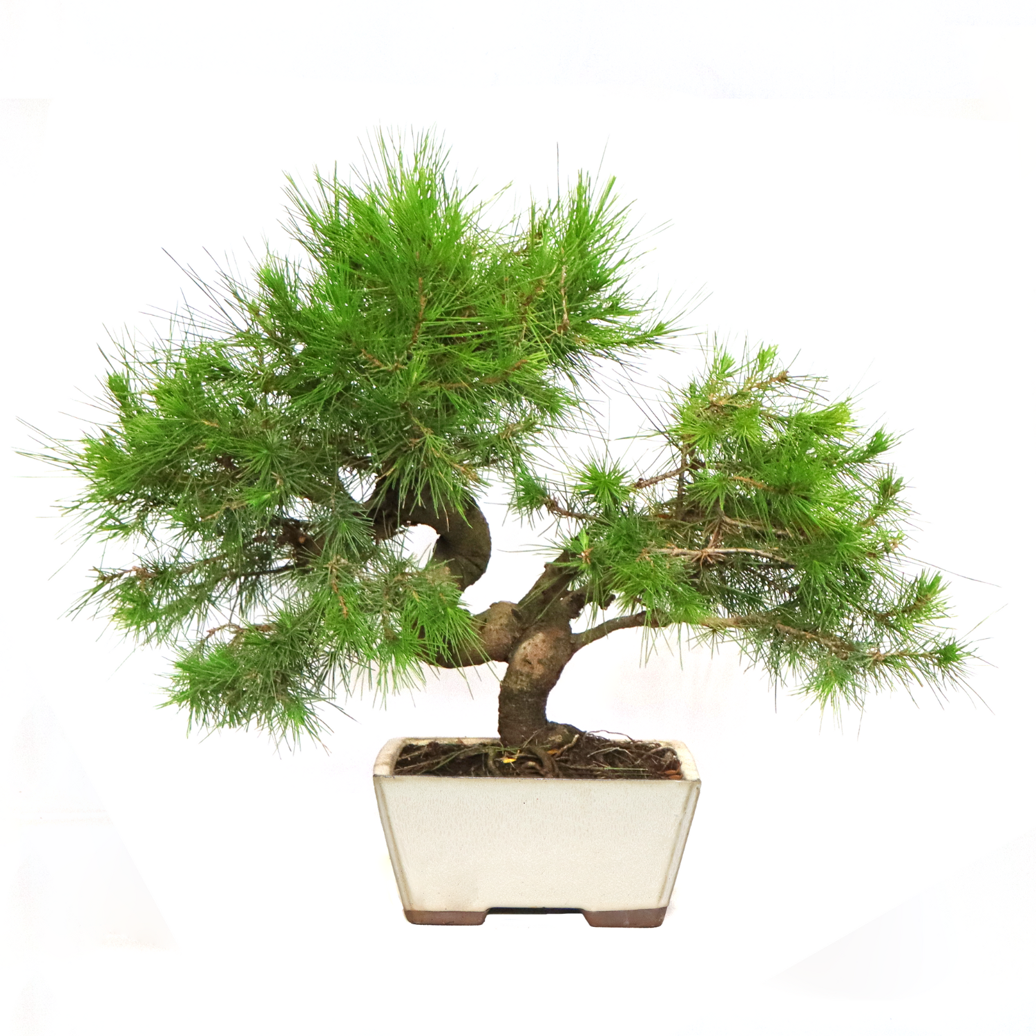 KENTIS - Bonsaï Phillyrea Angustifolia - Filaire à Feuilles Étroites - Véritable Plante Bonsai pour l'Extérieur - H 27/37 cm Pot en Céramique 21 cm | Leroy Merlin