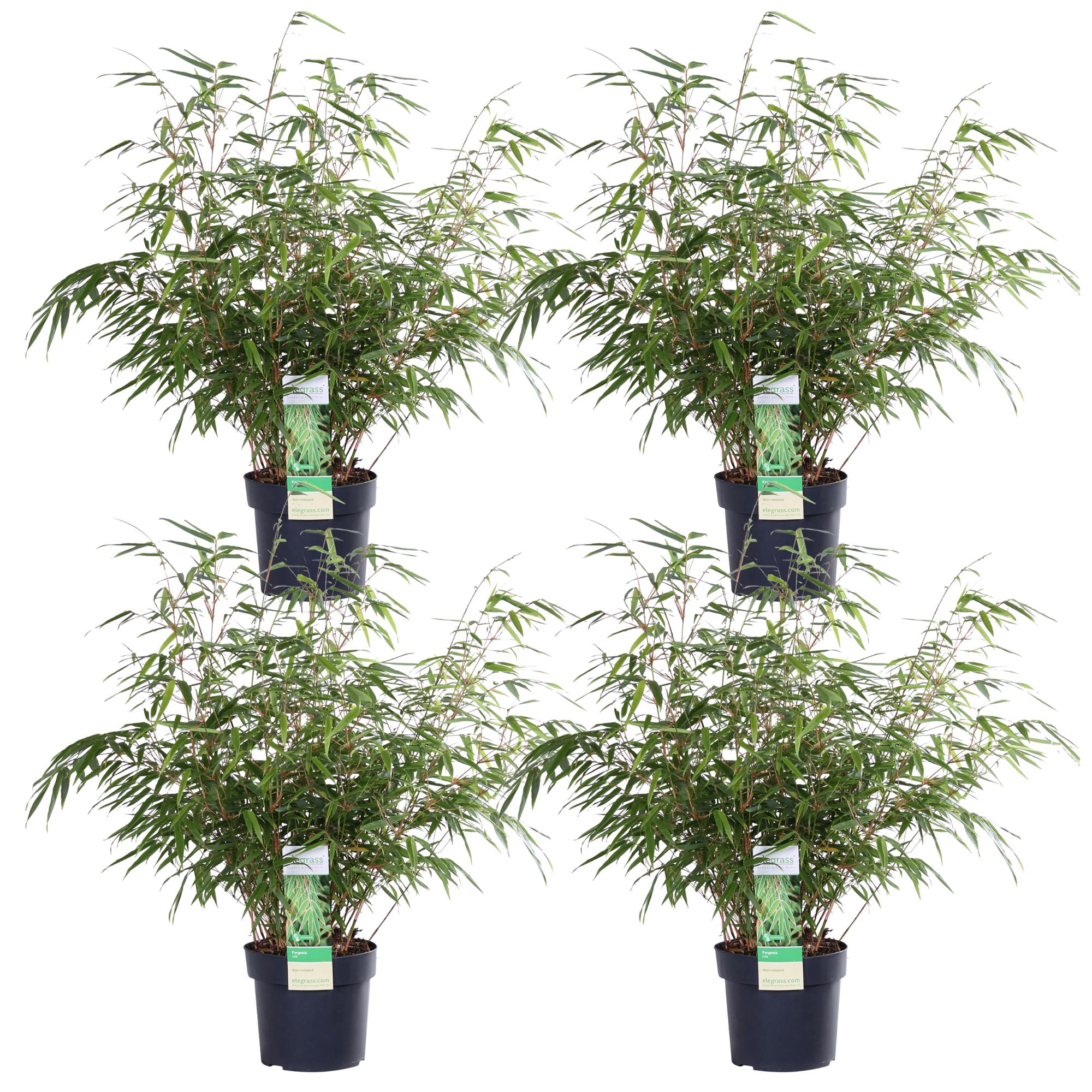 4x Bambus Fargesia rufa - Nierozrastający się - 60cm - Doniczka Ø19cm