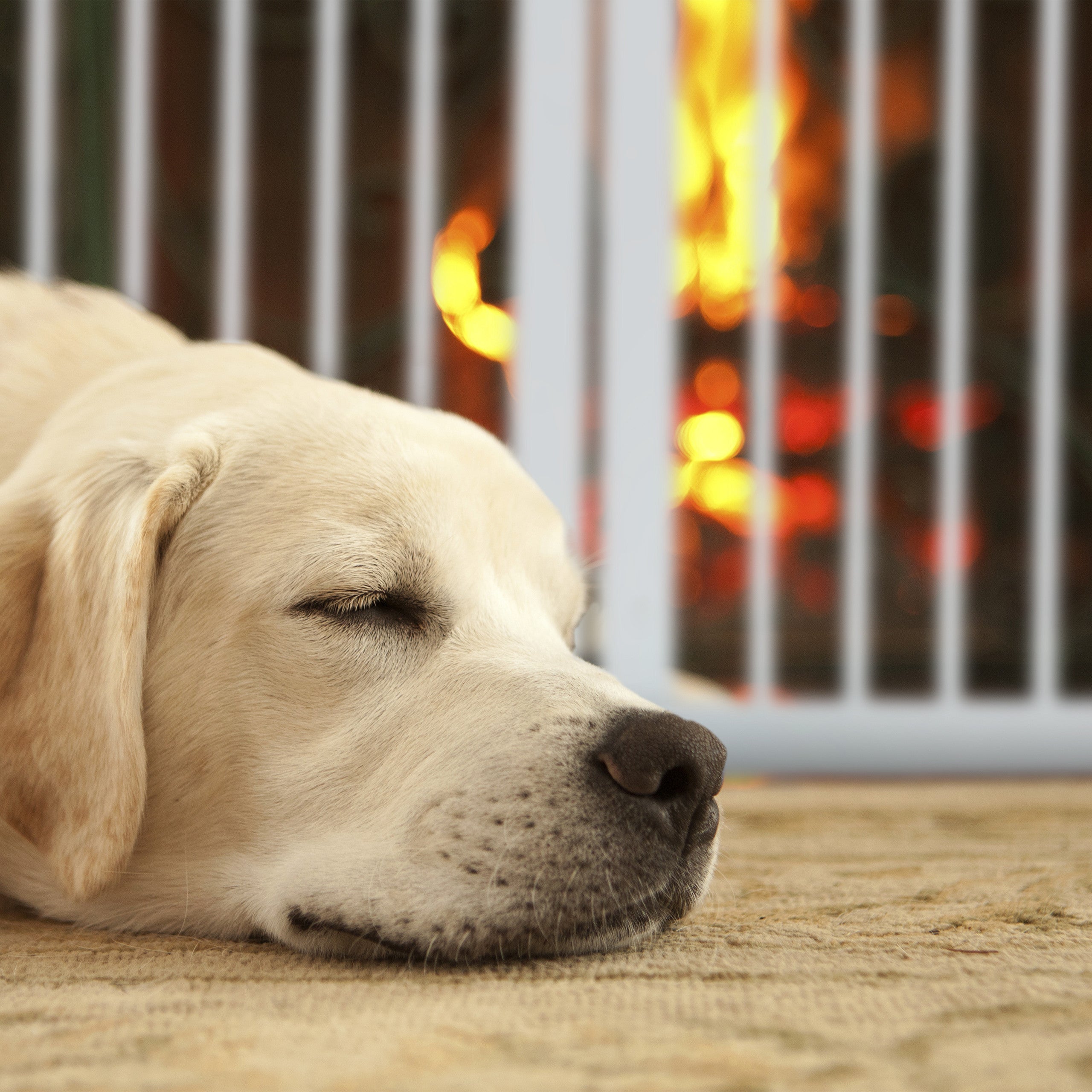 Barrière de Sécurité Non Fixe, Pliable, avec Pieds, H x L : 70 x 205,5 cm, pour Chiens, Blanche, Relaxdays - 6