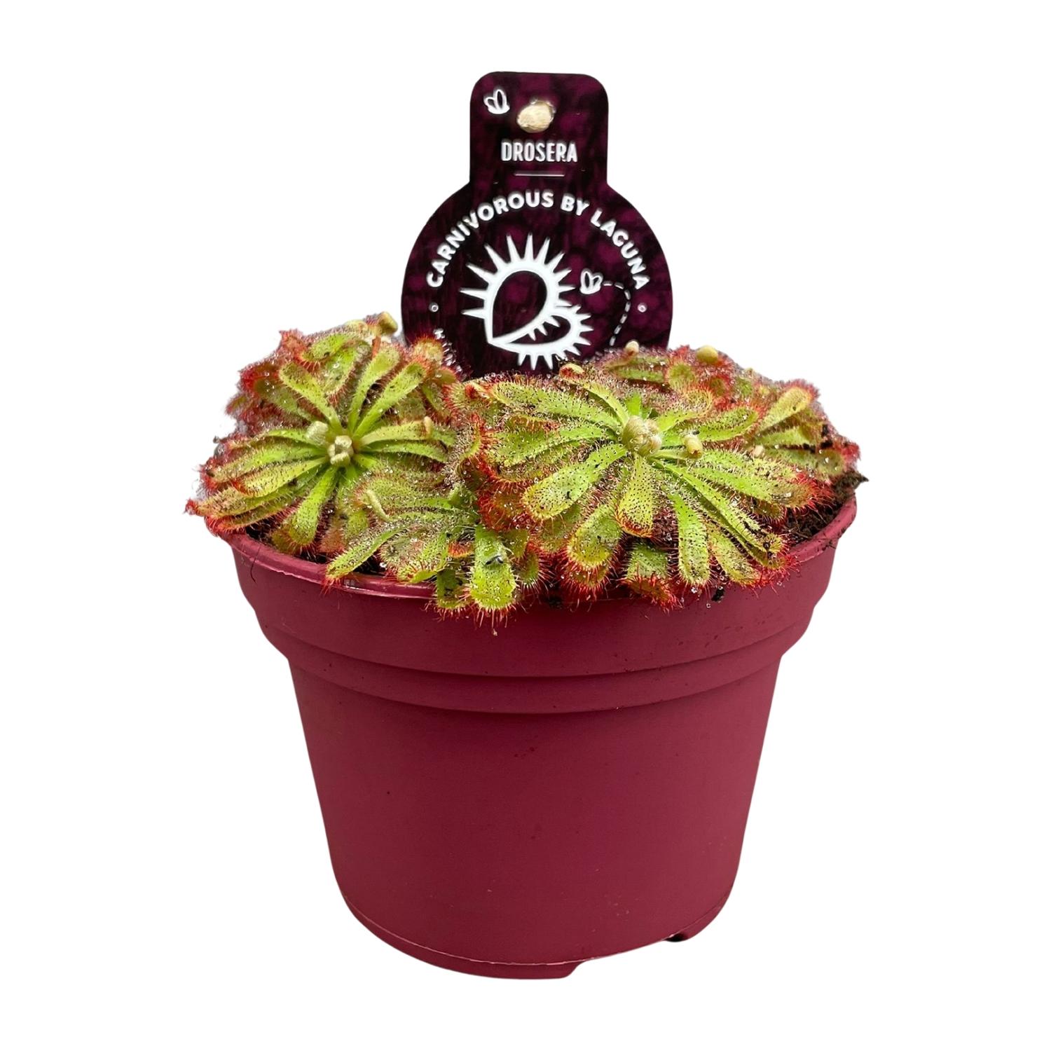 Drosera Aliciae roślina owadożerna Ø12cm wysokość 12cm, doniczkowa, dekoracyjna i łatwa w pielęgnacji