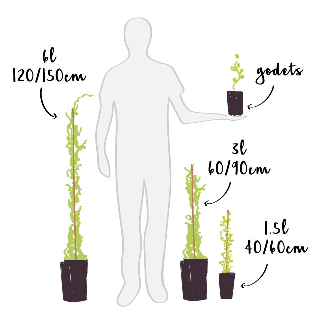 Jasmin d'hiver - jasminum nudiflorum 1,5L - 40/60cm - 4
