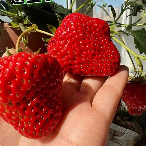 Nasiona truskawek czerwonych (200 nasion z nawozem), łatwe w uprawie dla początkujących, czterosezonowe owoce na balkony.