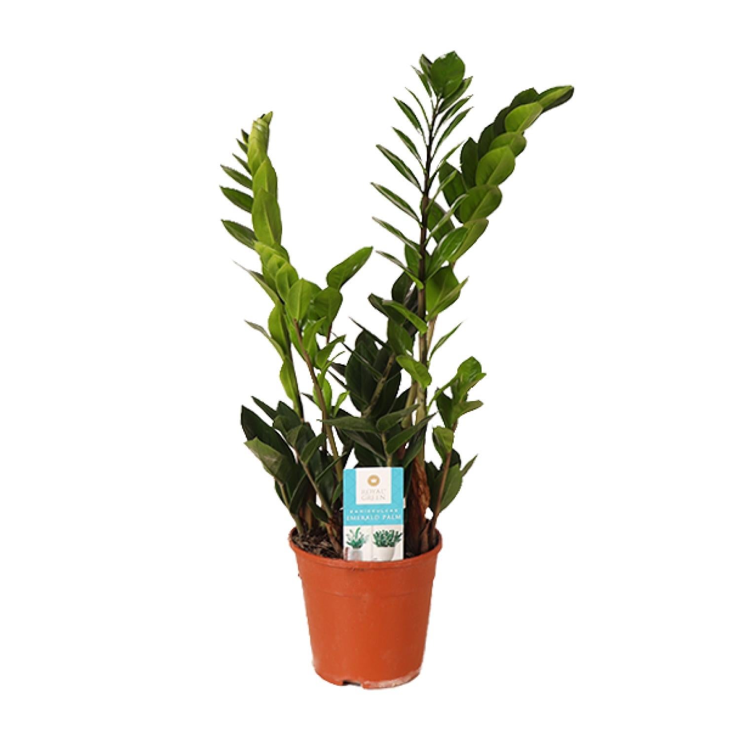 Zamioculcas Zamiifolia - Roślina doniczkowa ZZ - Błyszczące zielone liście - Doniczka Ø14cm - Wysokość 45cm