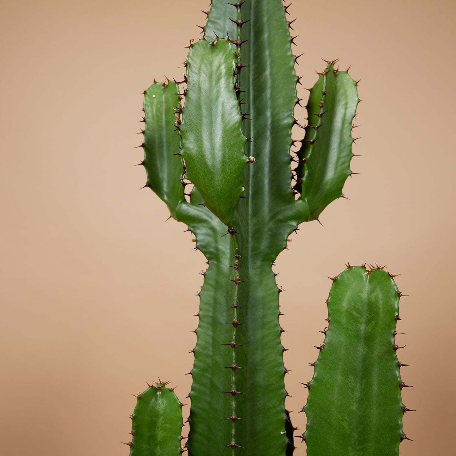 Euphorbia Acrurensis - Euphorbe - Cactus cowboy - Plante cactus - H. 100-120 cm - P. 24 cm - 3