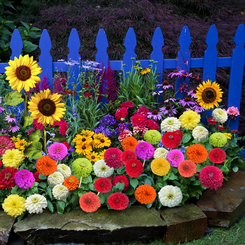1 000 graines de fleurs sauvages mélangées | Fleurs sauvages colorées | Attire les abeilles et les papillons (annuelles et vivaces) - 4