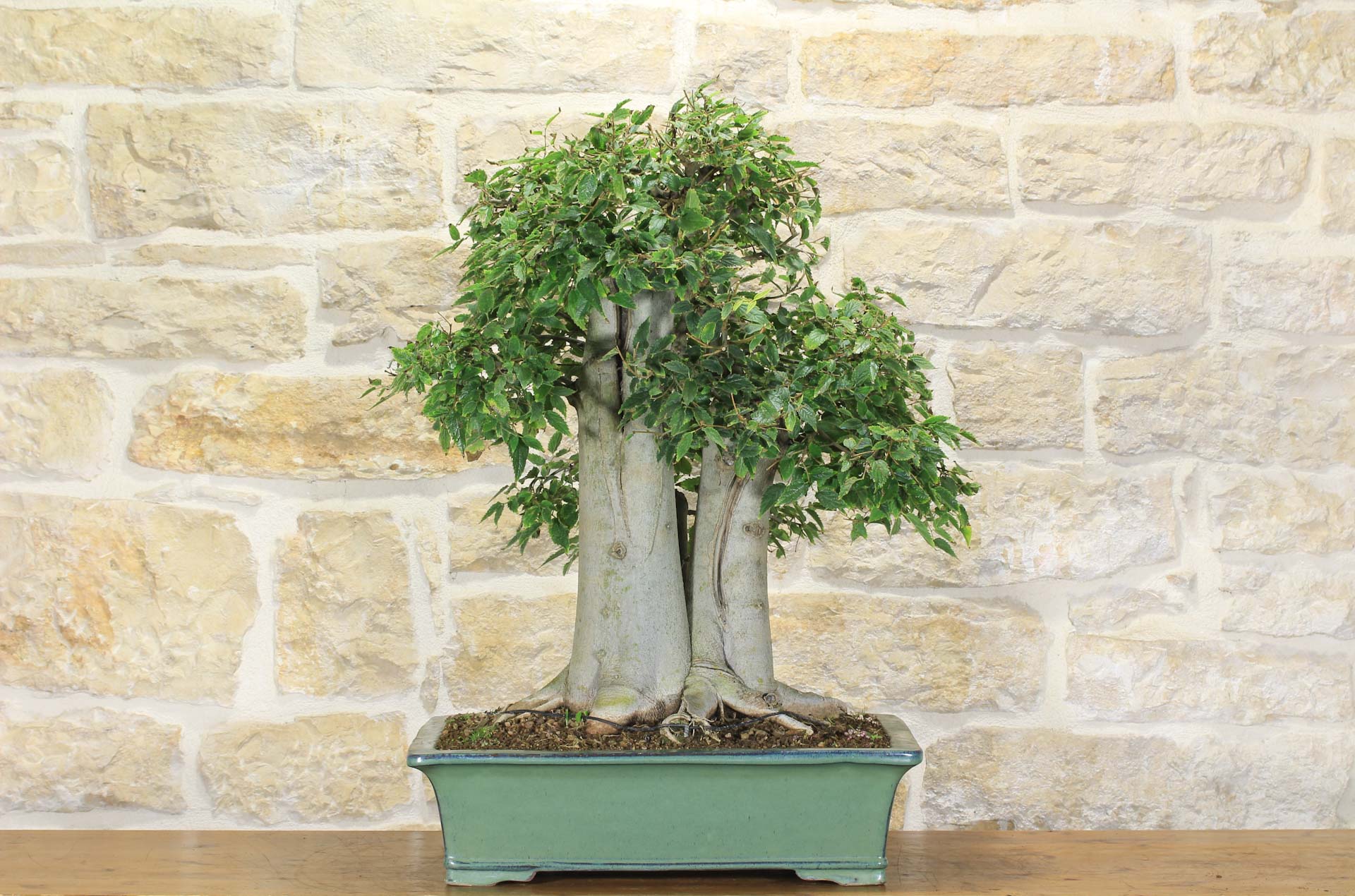 Bonsai di Celtis Australis (15) | Leroy Merlin
