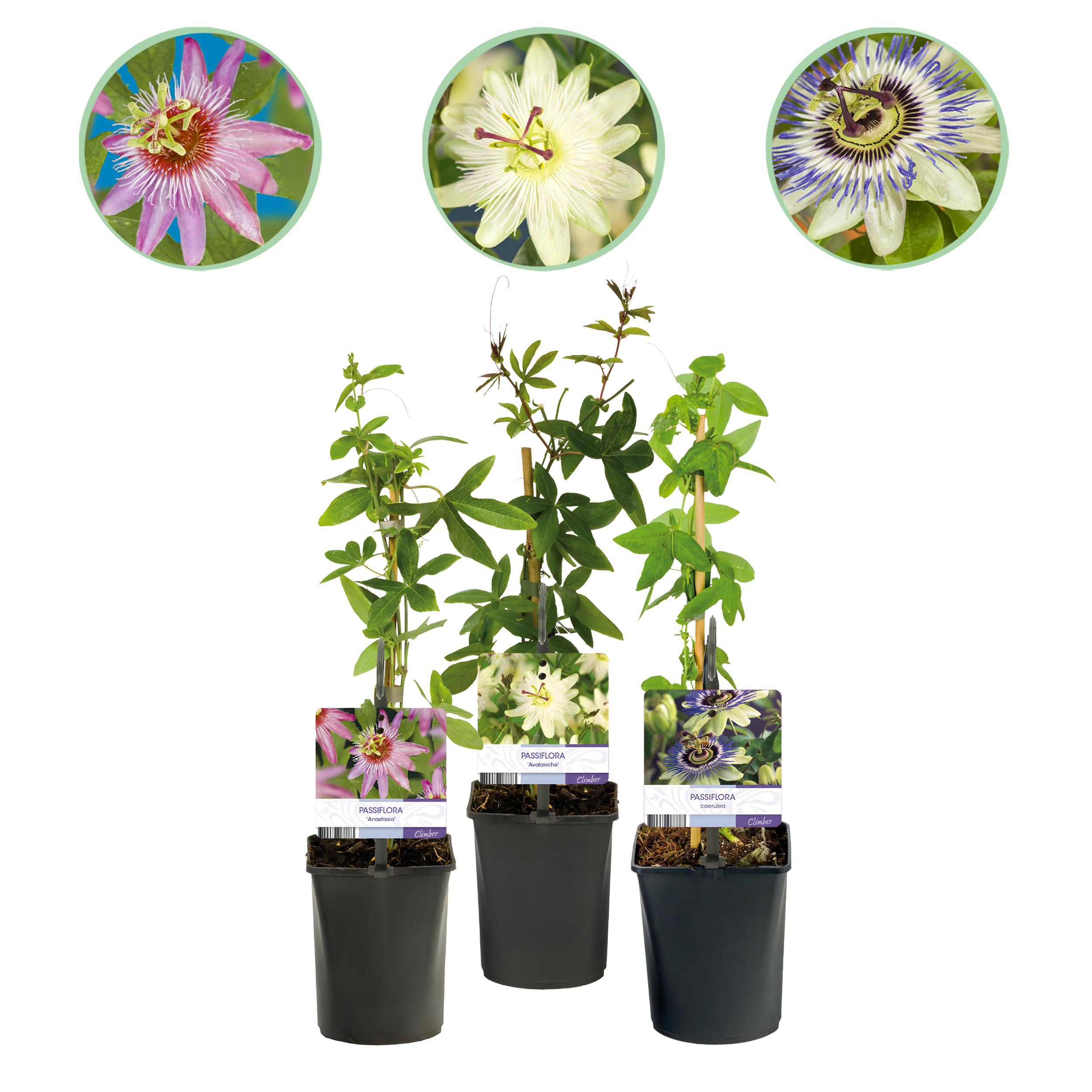 Green boutiQ – Męczennica Passiflora Tricolour – 3 rośliny – Kwiaty różowe, białe, fioletowe – Niska pielęgnacja – Doniczka 11 cm – Wys 40 cm
