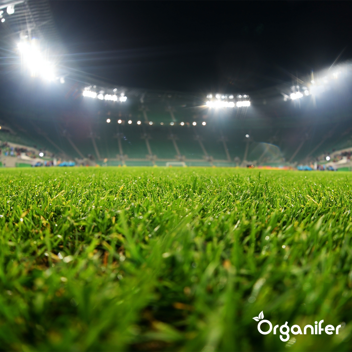 Topdressing Pour Gazon - Mix Avec Mycorhizes Et Rhizobactéries - 50 Litres Pour 50 M2 - Organifer - 4