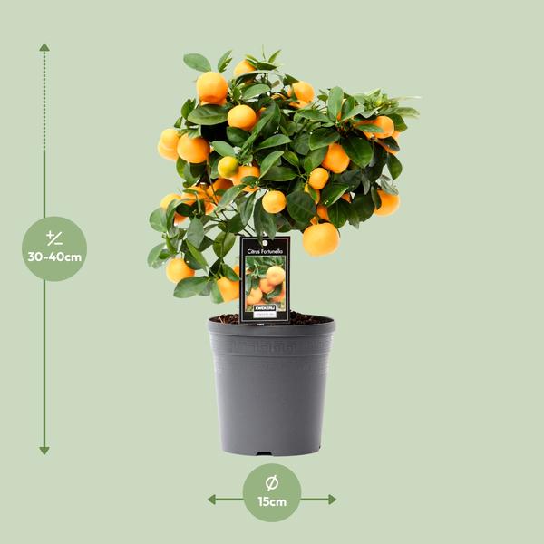 Citrus Calamondin 15 cm - Pianta da interno 40 cm - Agrume ornamentale e profumata - 5