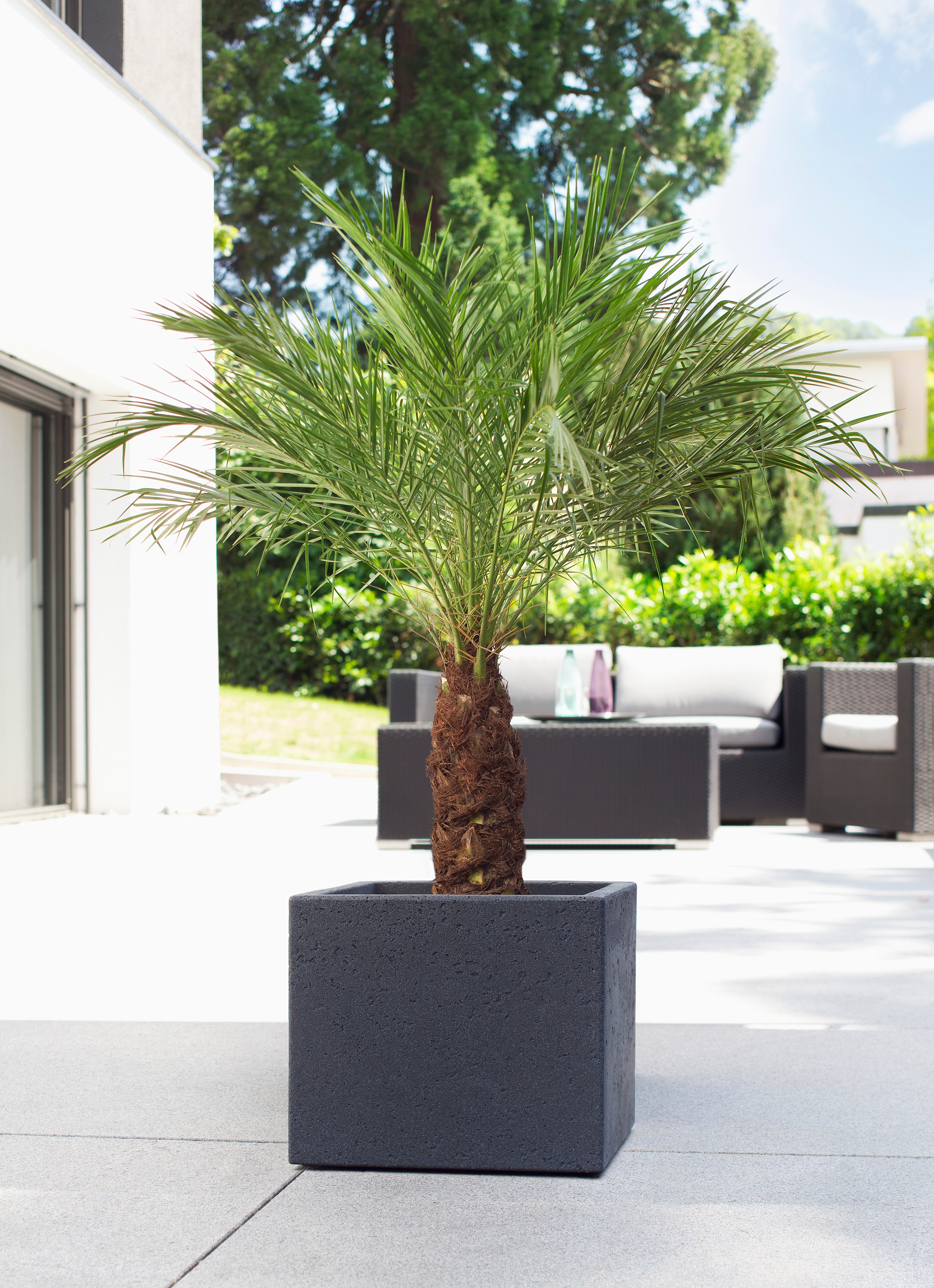 Scheurich C-Cube 30, bac à plantes/pot à fleurs/jardinière, carré, coloris: Stony Black, fabriqué avec du plastique recyclé, pour l’extérieur - 4