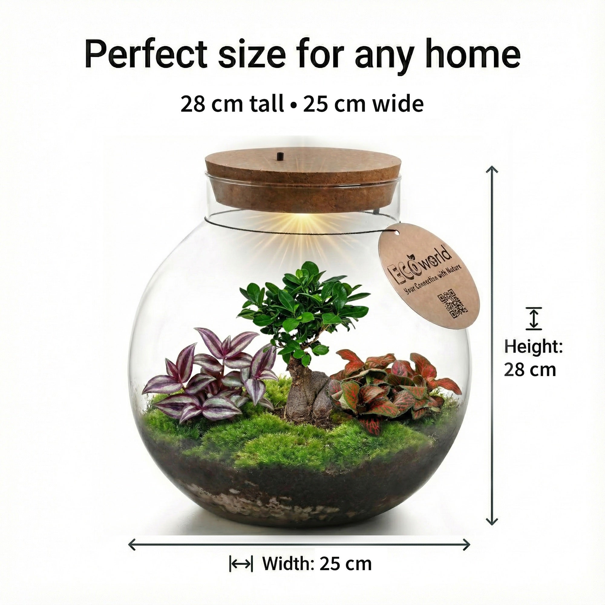 Bonsai Terrario Ecosistema 'Biodome' Ø25 cm - Chiuso e Autosufficiente - Idea Regalo Originale ed Ecologica, senza Cure - 6