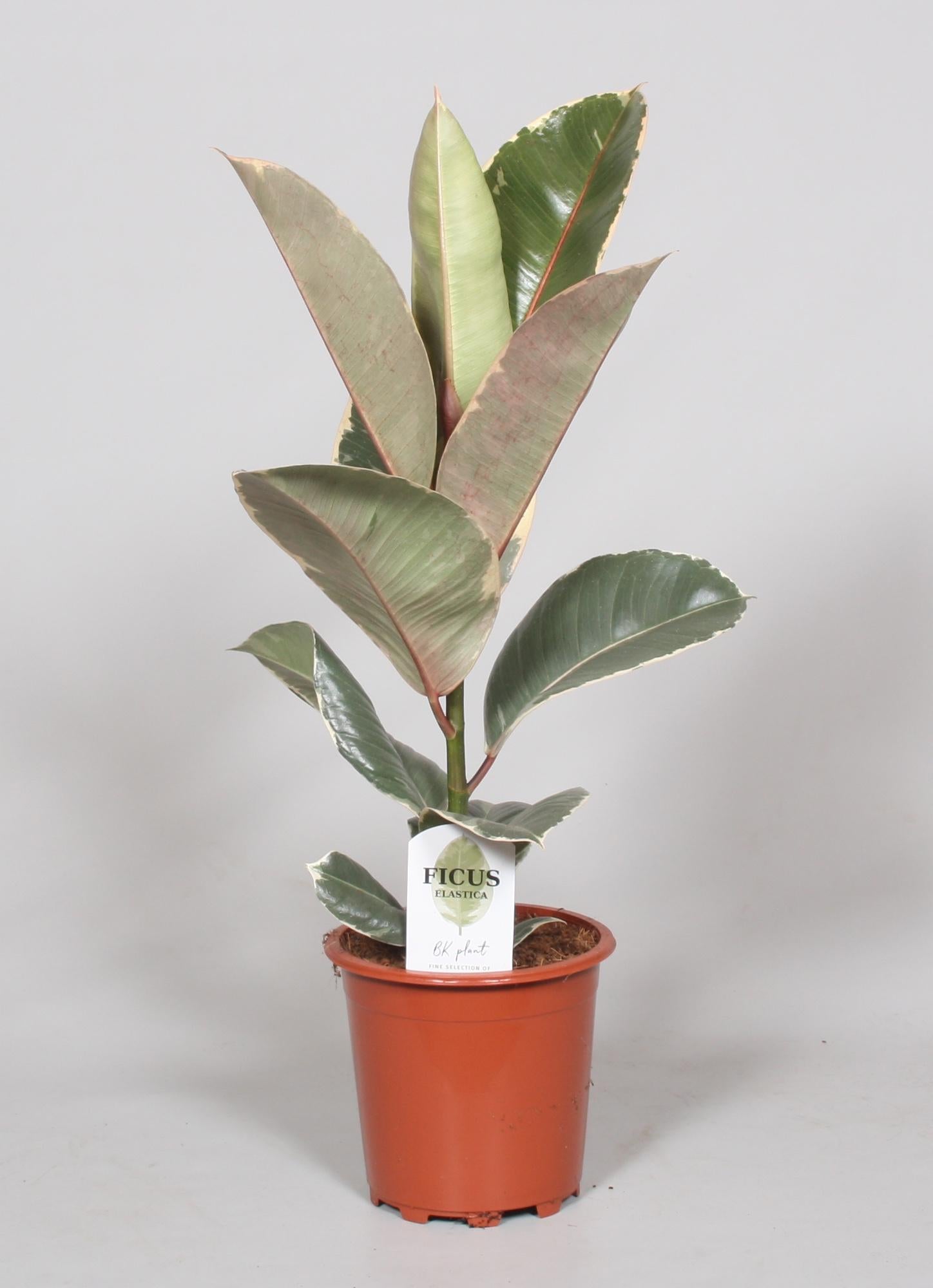Ficus Elastica Tineke - Roślina doniczkowa ozdobna - Ø17cm - H60cm