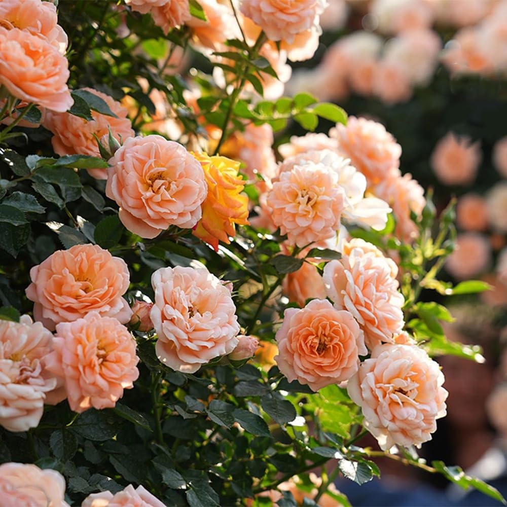 400 graines de roses, rosiers grimpants, graines de roses, floraison toute l'année, belles fleurs,pour la plantation de balcons de cour et de jardins - 2