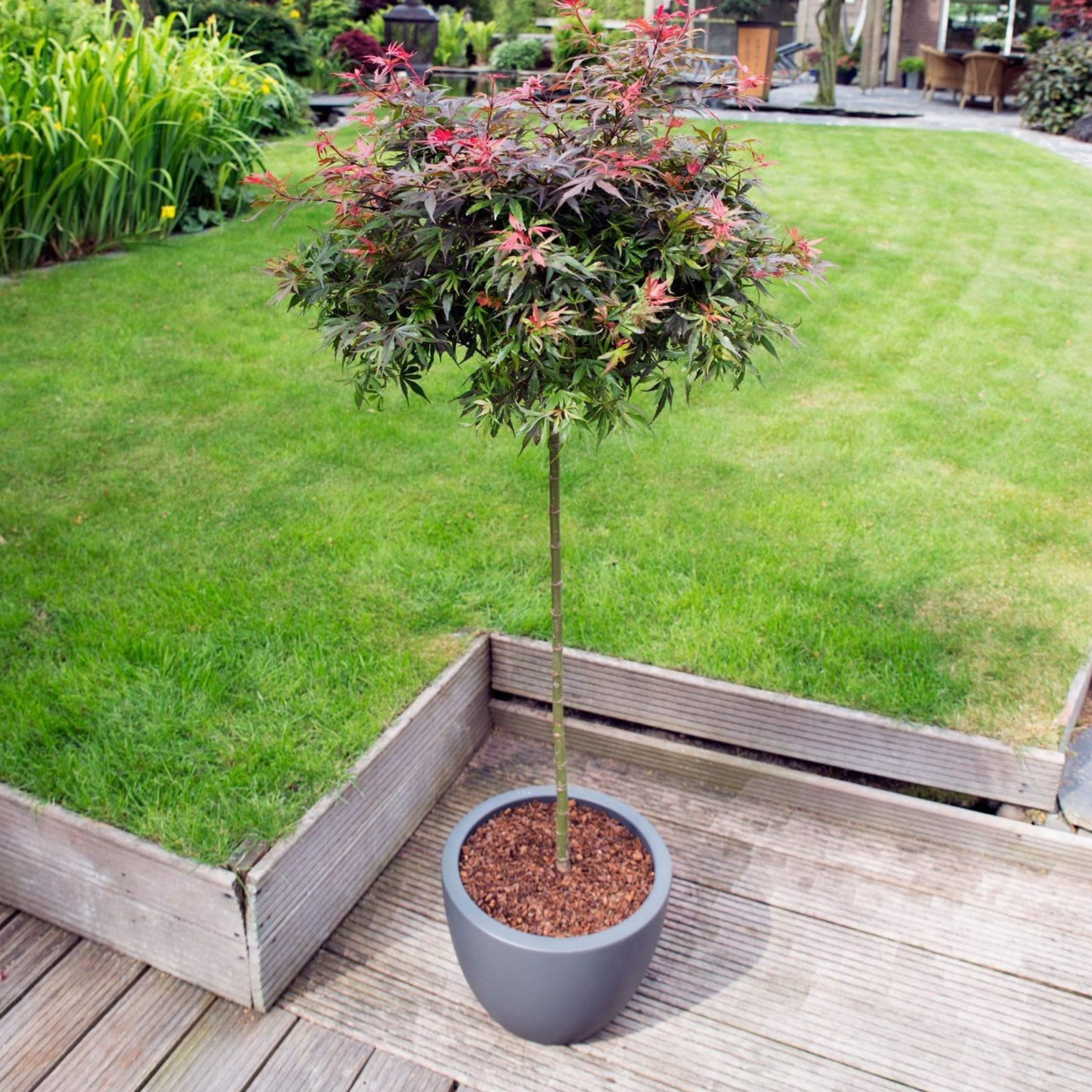 Érable du Japon - Acer palmatum 'Shaina' - Hauteur 80-90cm - ⌀19cm - 7