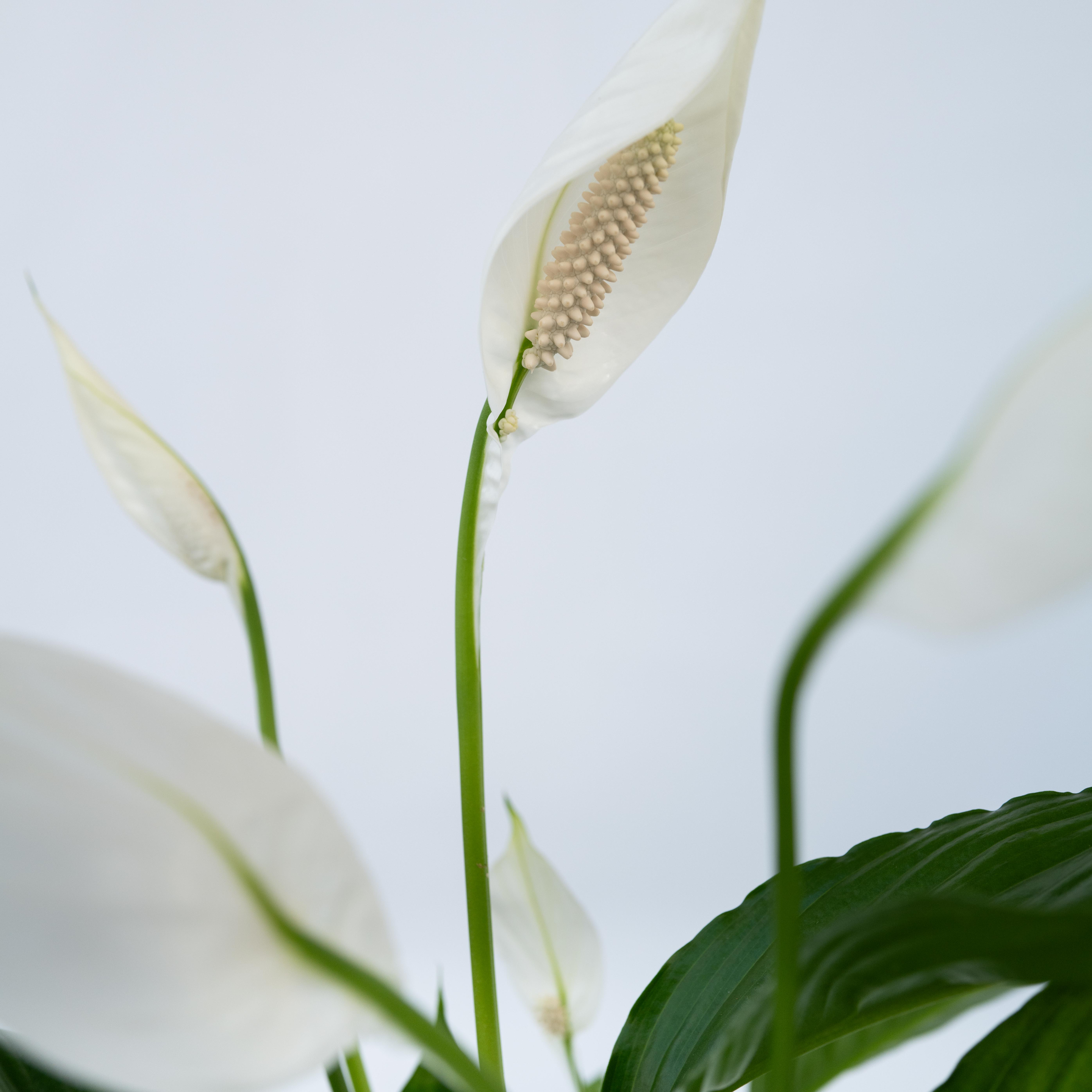 Giglio della pace - Spathiphyllum 'Lima' - Altezza 60-75cm - ⌀17cm - 4